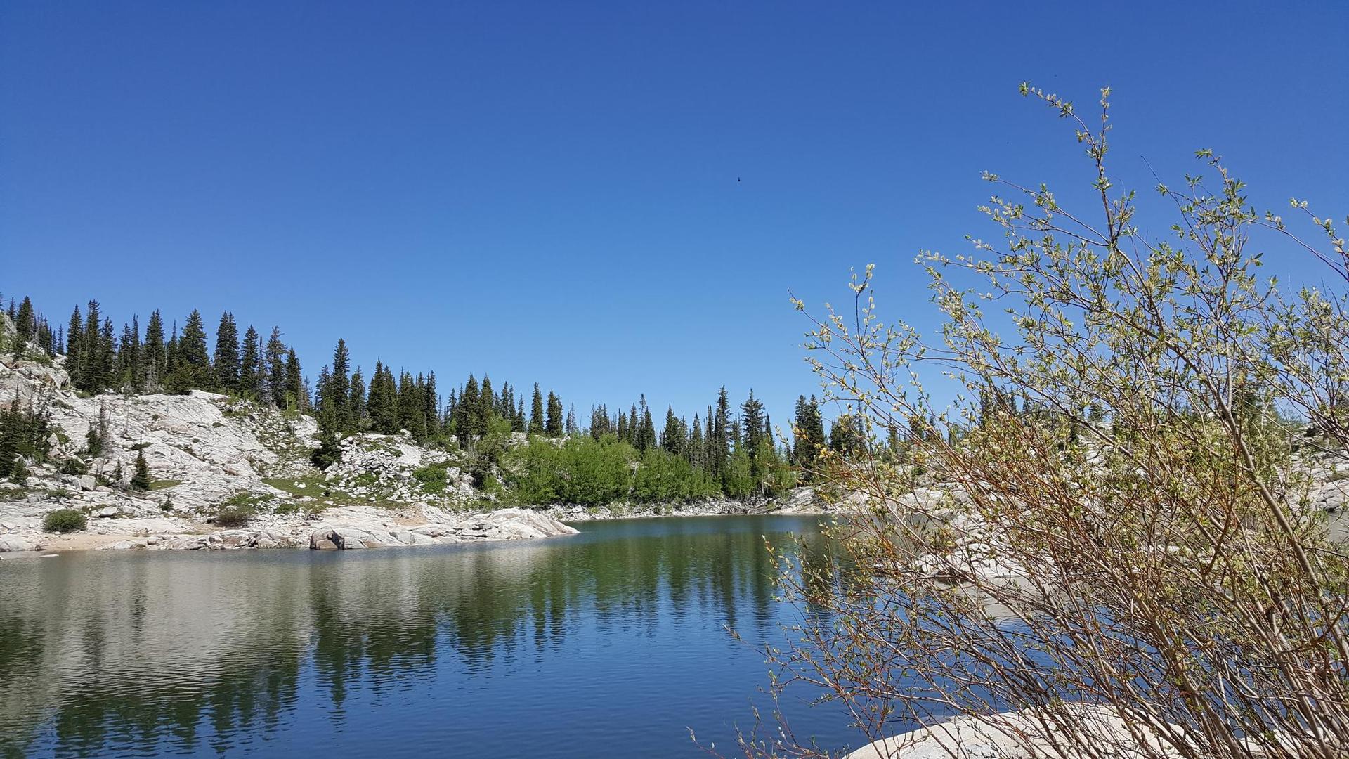 A calm lake reflecting pine trees and rocky shores under a bright blue sky.