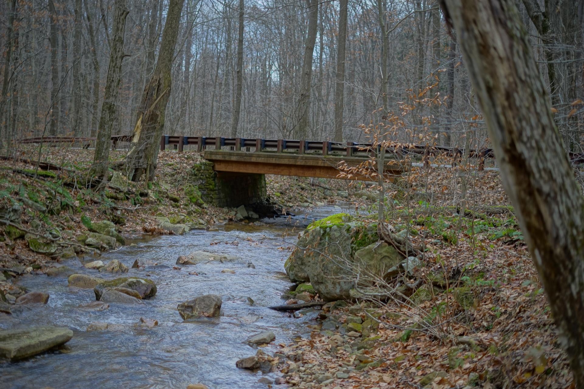 A wooden bridge crosses a rocky stream in a dense, bare forest.