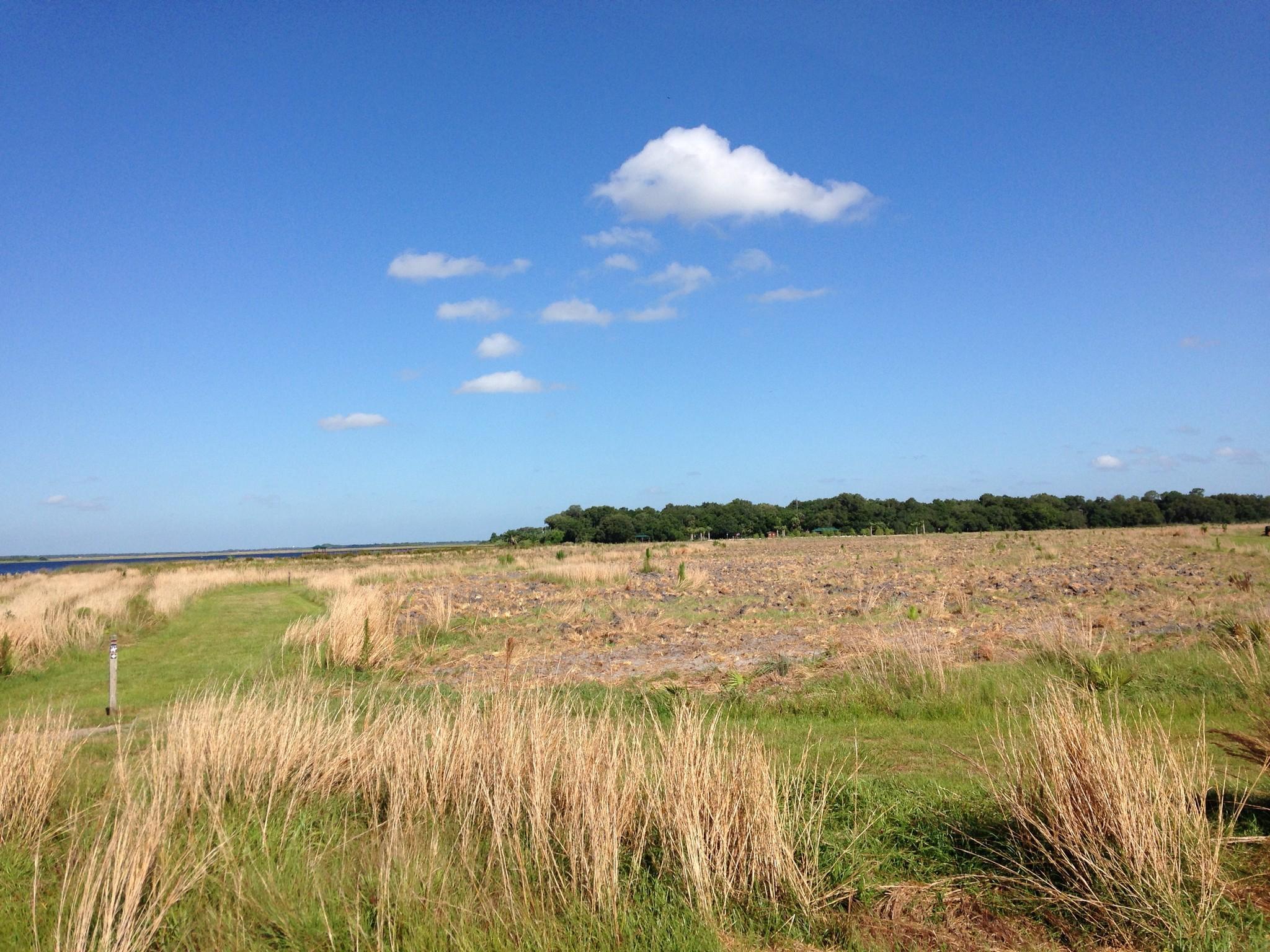 Sunny field with dry and green grasses, distant water and trees under blue sky.