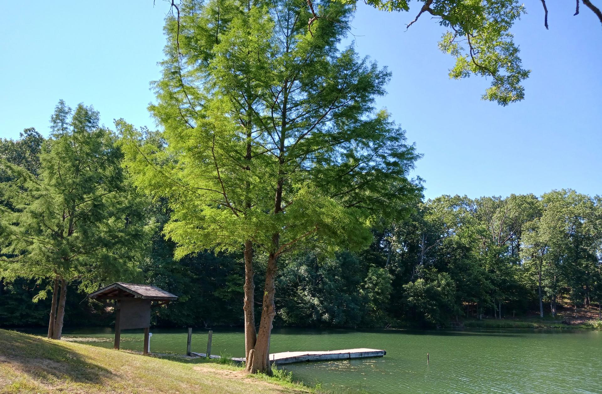 Sunny view of a green lake with a dock, small shelter, and lush trees.
