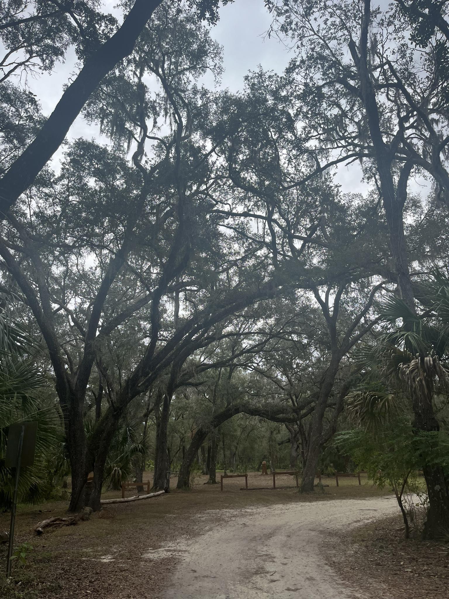 Shaded dirt path under a canopy of large, mossy trees on an overcast day.