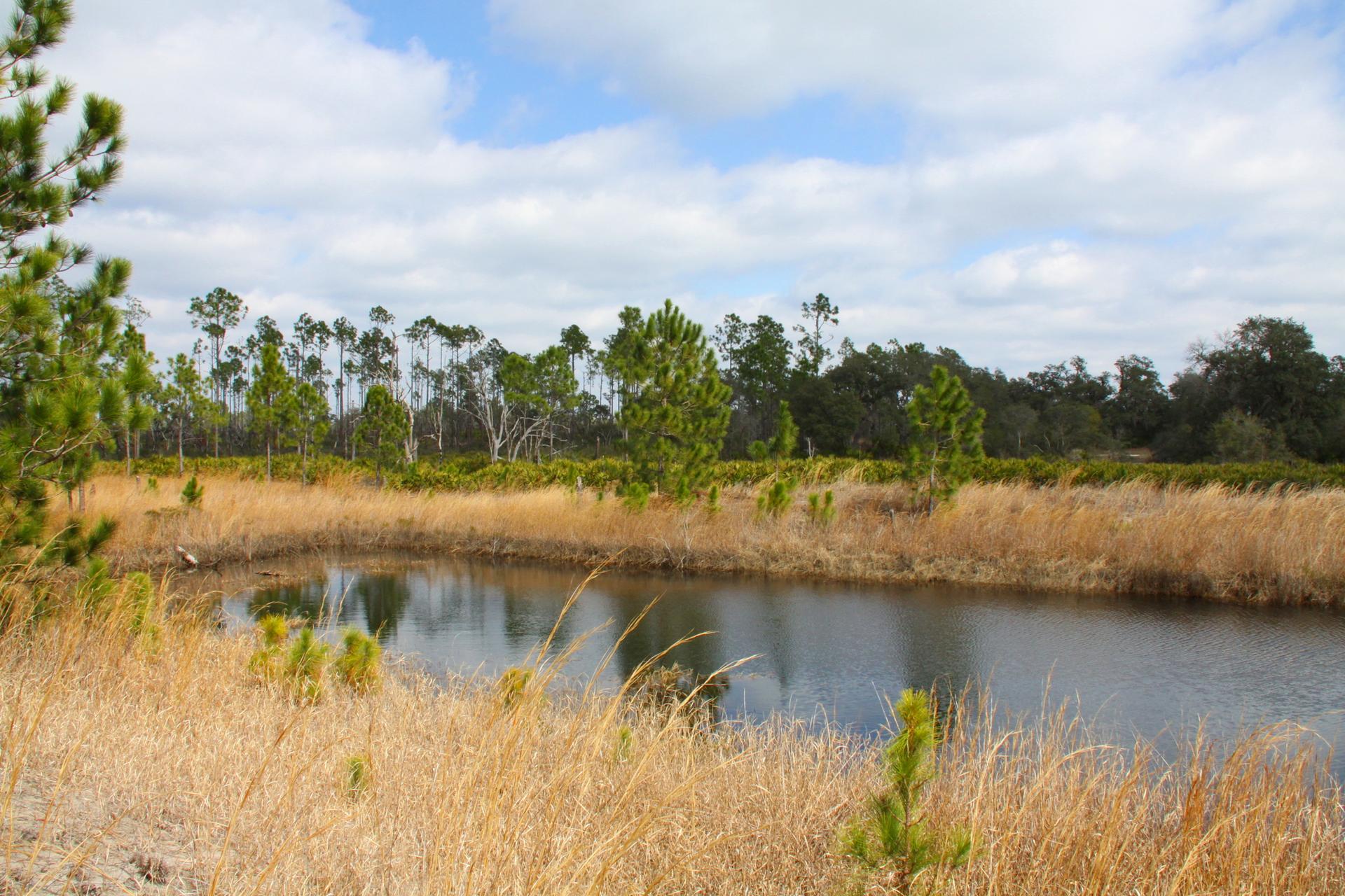 Bright daylight illuminates a pond bordered by golden grass and distant trees.