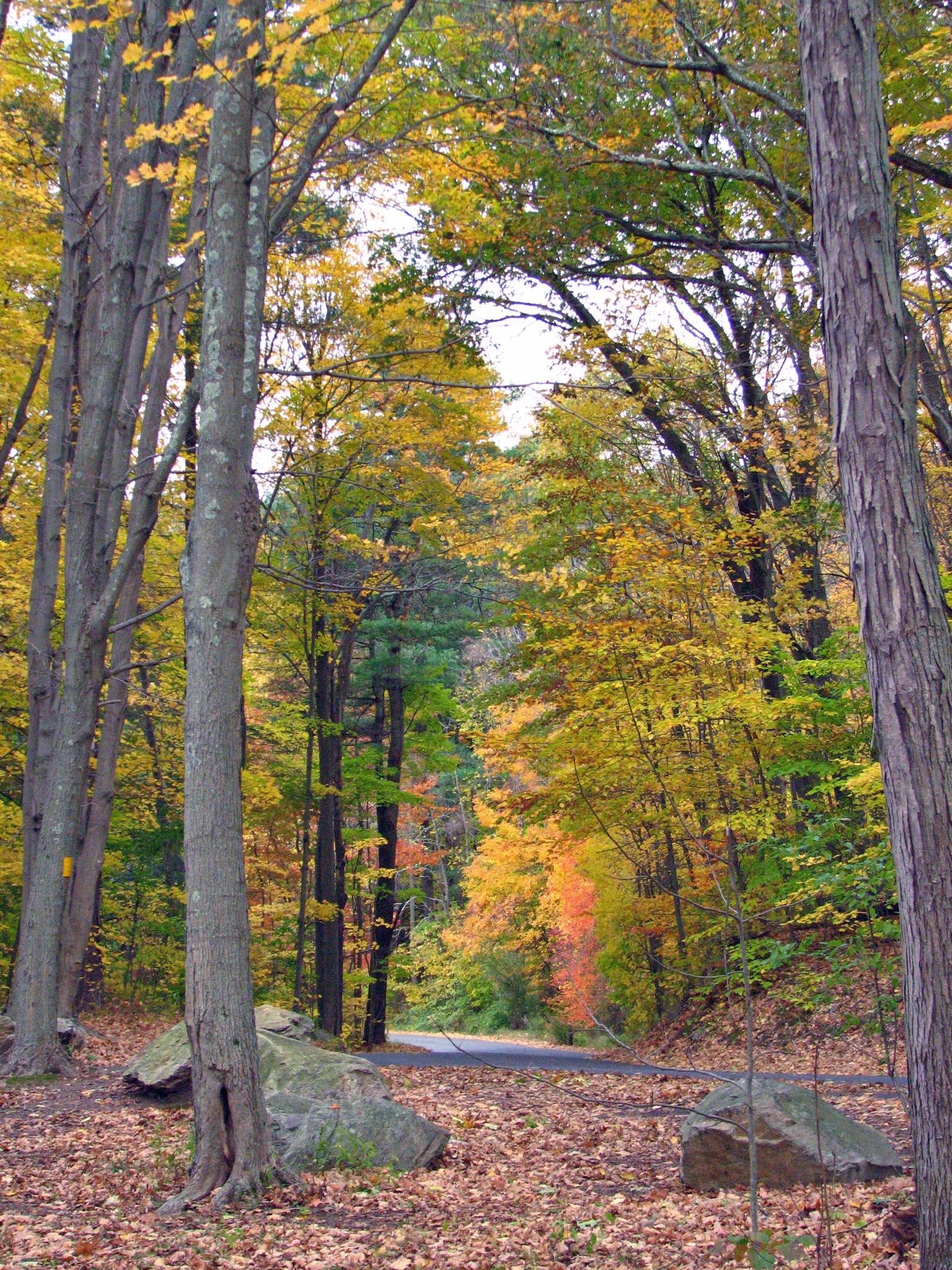 Bright autumn forest with yellow and orange leaves framing a paved road.