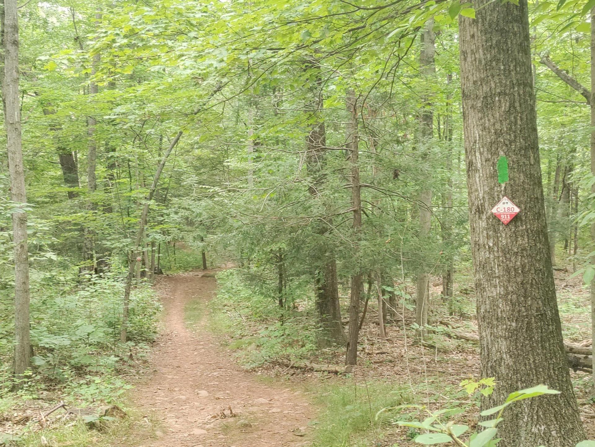 A dirt path winds through a lush green forest with marked trees.