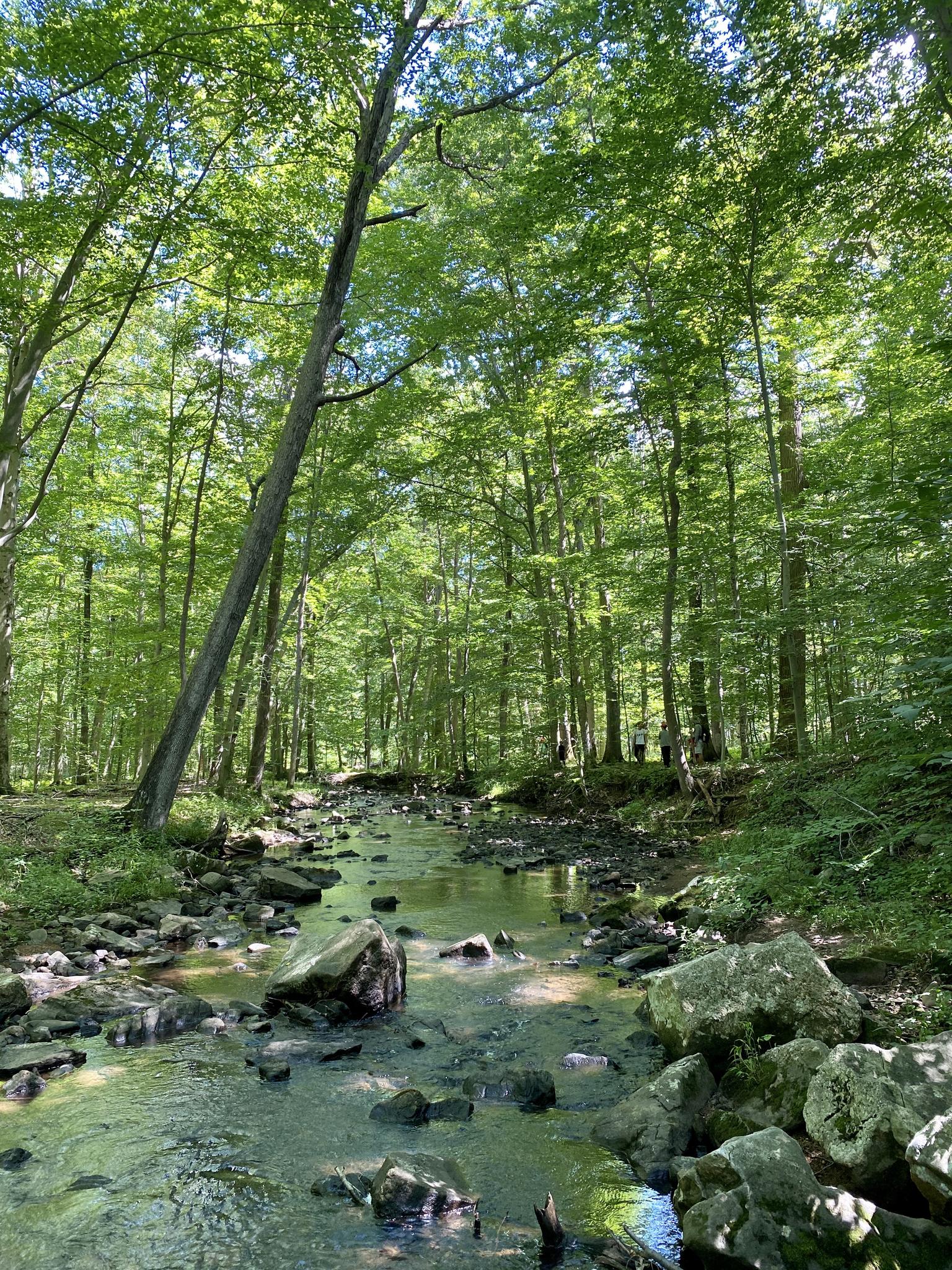 Rocky stream flowing through a sunlit, dense green forest with distant figures.