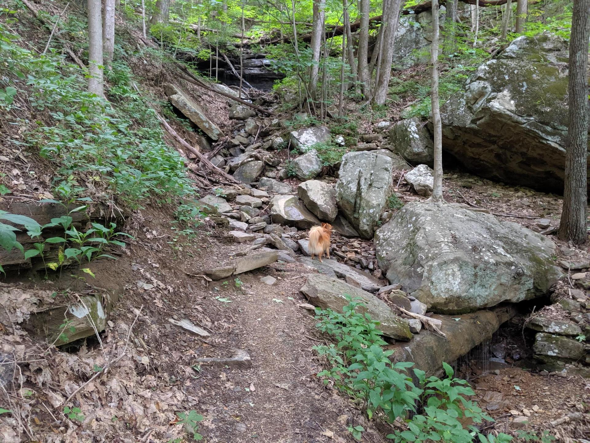 A small dog walks on a rocky path through a shaded forest.