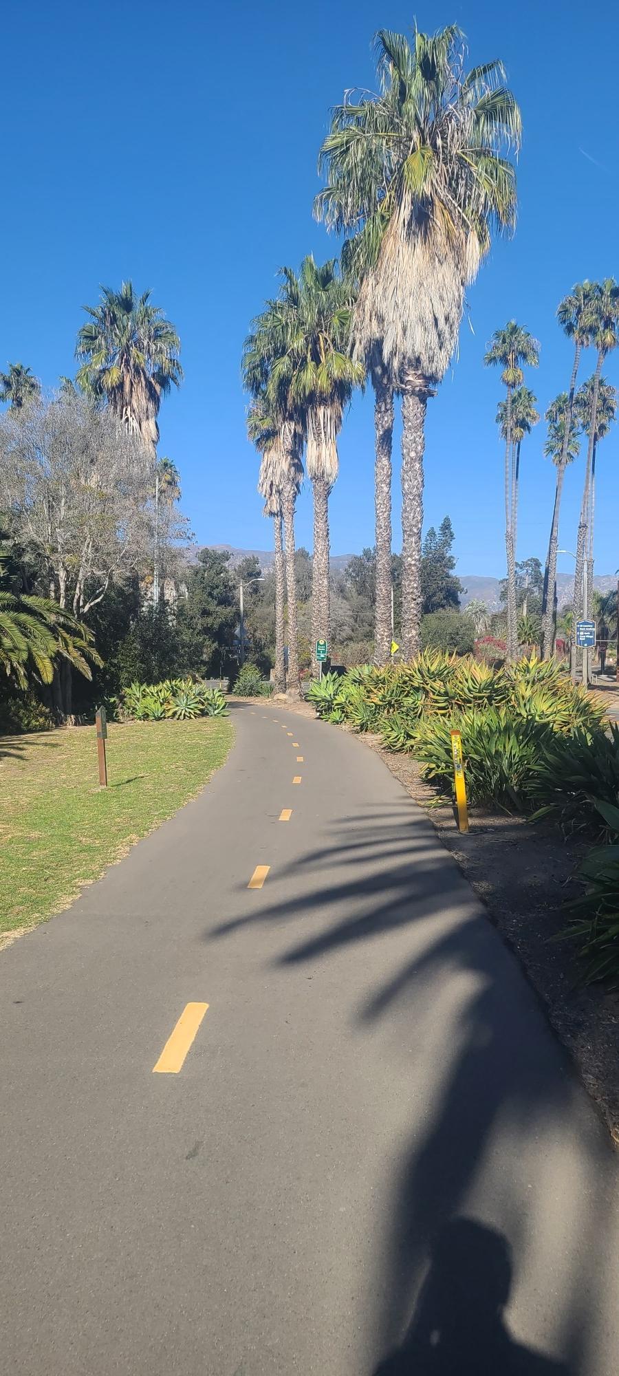 Paved path lined with tall palm trees and green foliage, bright sun.