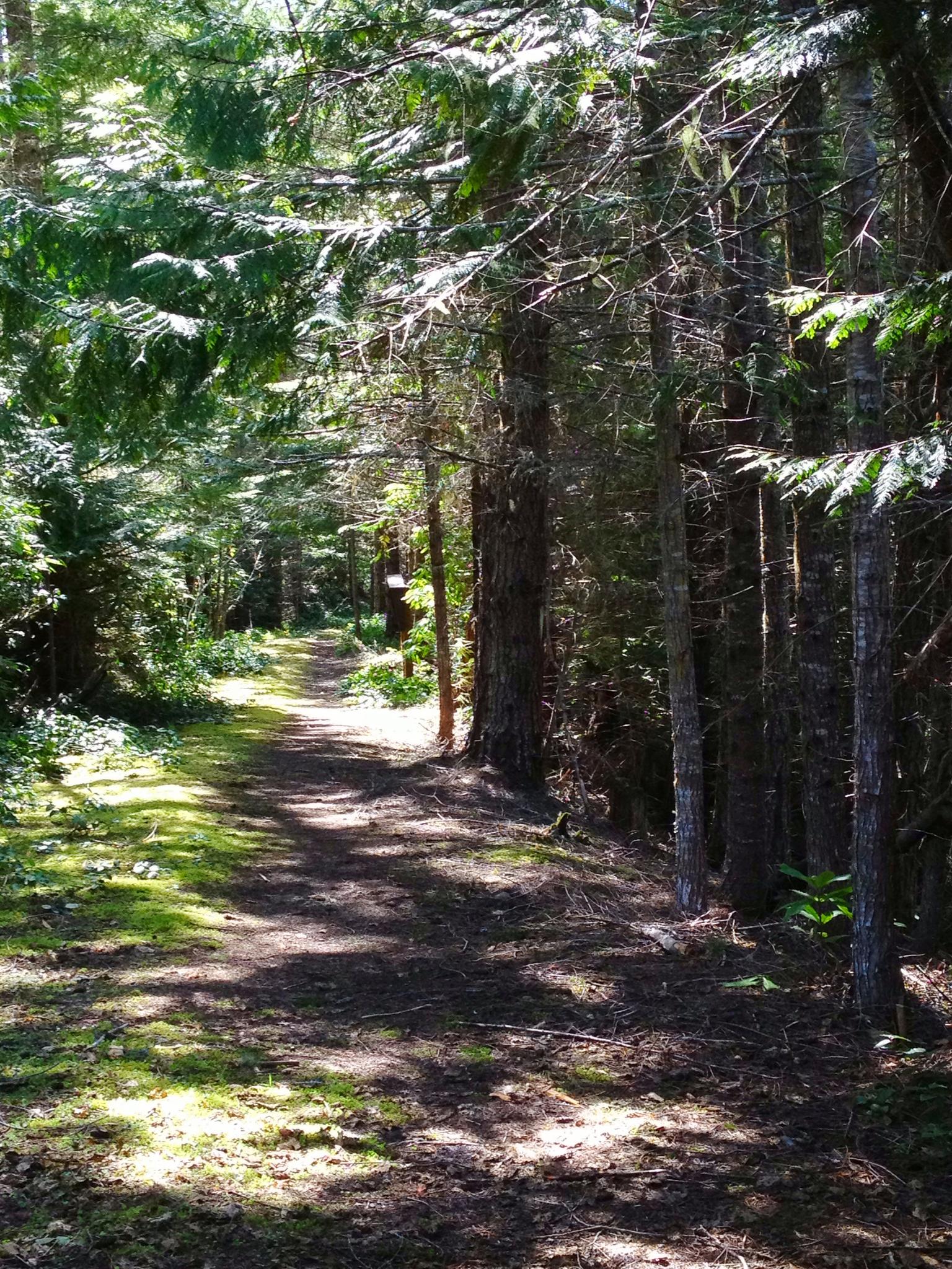 A narrow forest path with dappled sunlight filtering through dense trees.