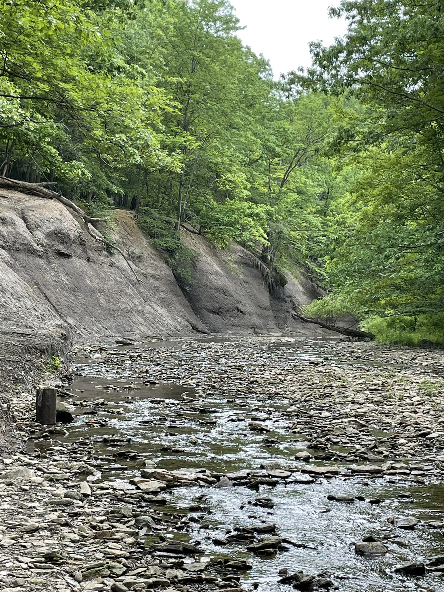 Rocky stream bed with steep, tree-covered banks under diffused daylight. - Keystone Loop
