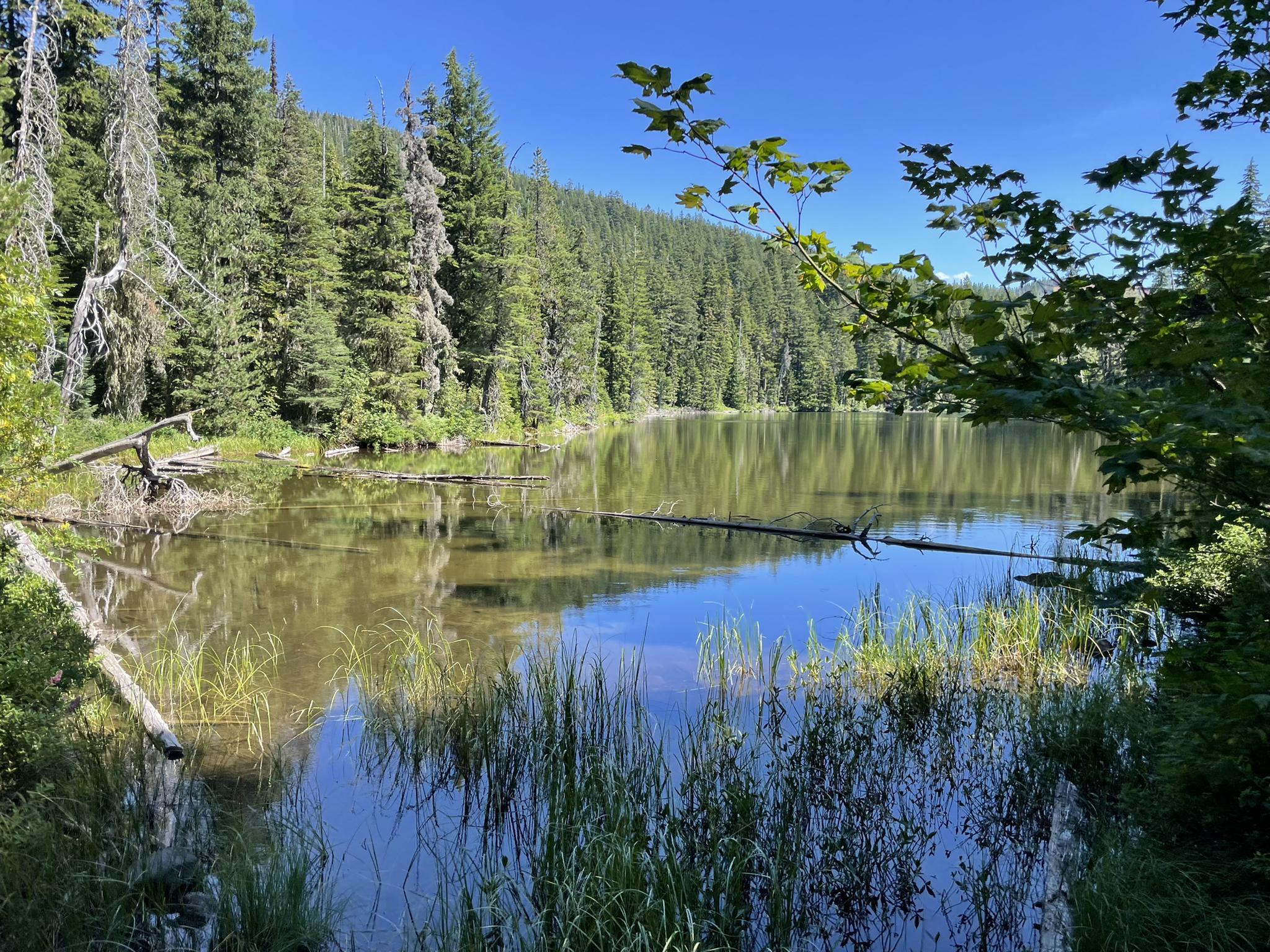A calm lake reflecting a dense green forest under a bright blue sky.