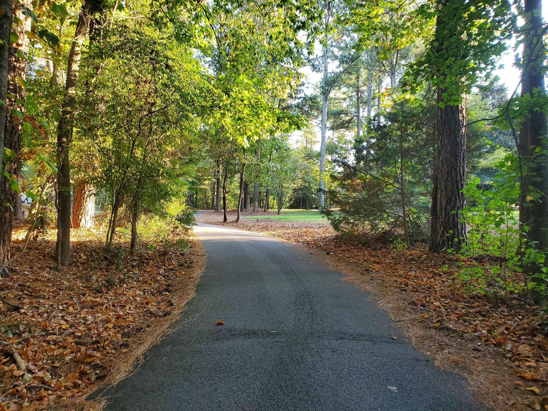 Paved road winding through a sunlit forest with fallen leaves.