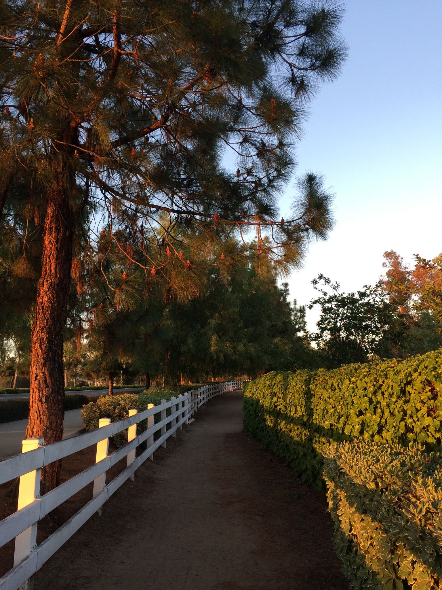 A dirt path bordered by a white fence and green hedge at sunset. - Panorama and East Coyote Hills Loop Trail