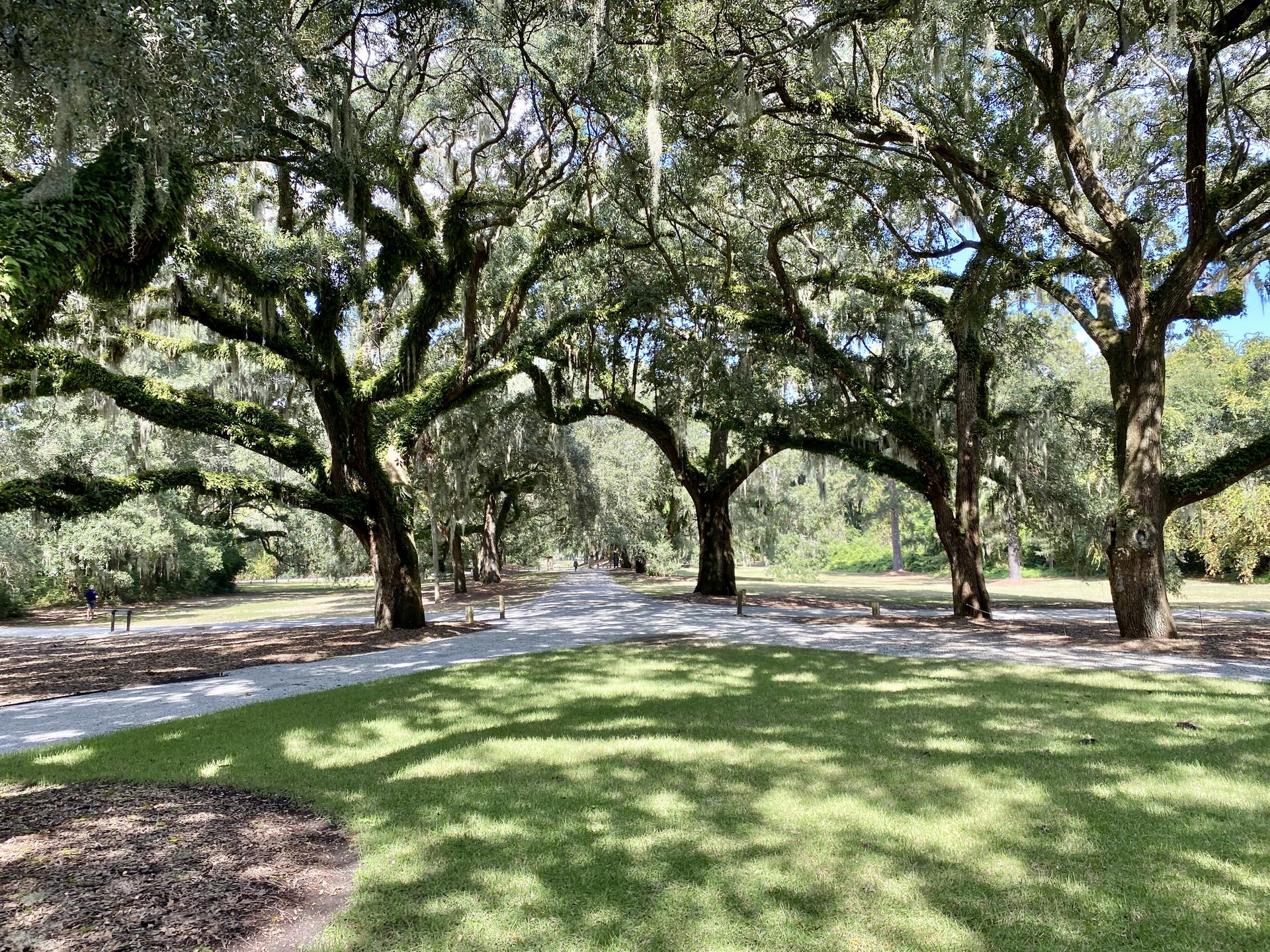 Majestic, moss-covered trees cast dappled shadows on a sunny lawn.