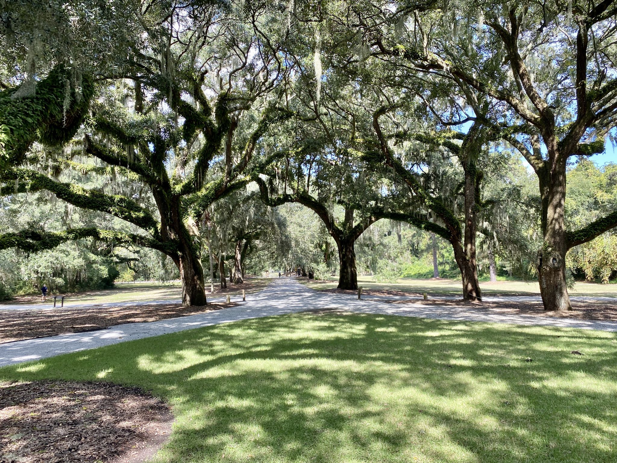 Majestic, moss-covered trees cast dappled shadows on a sunny lawn. - James Island County Park loop from James Island