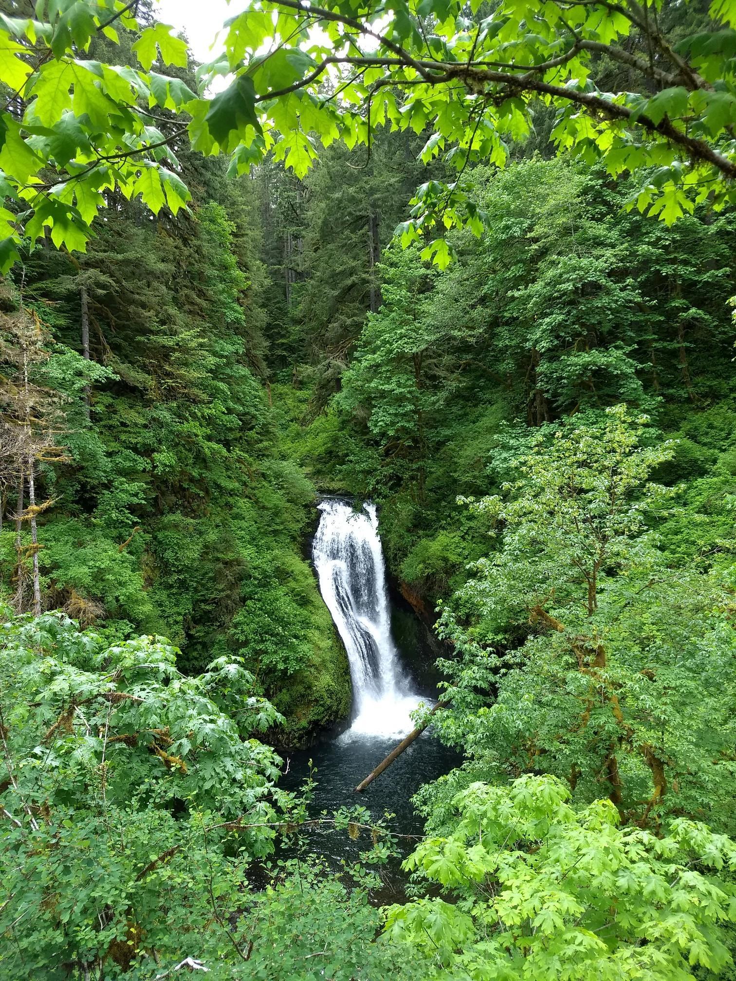 Tall waterfall plunges into a pool, surrounded by dense, vibrant green forest.