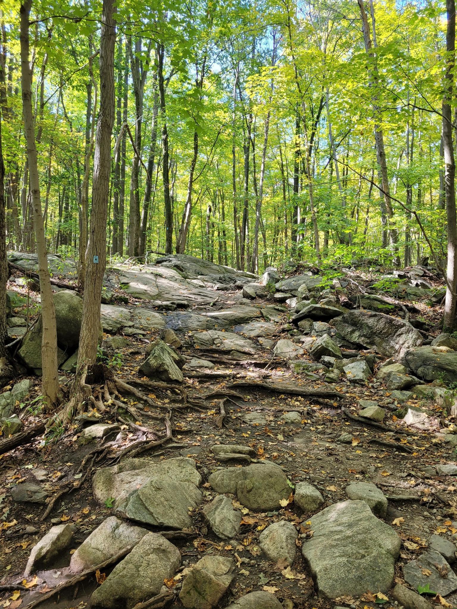 Rocky forest path with tall green trees and dappled sunlight.