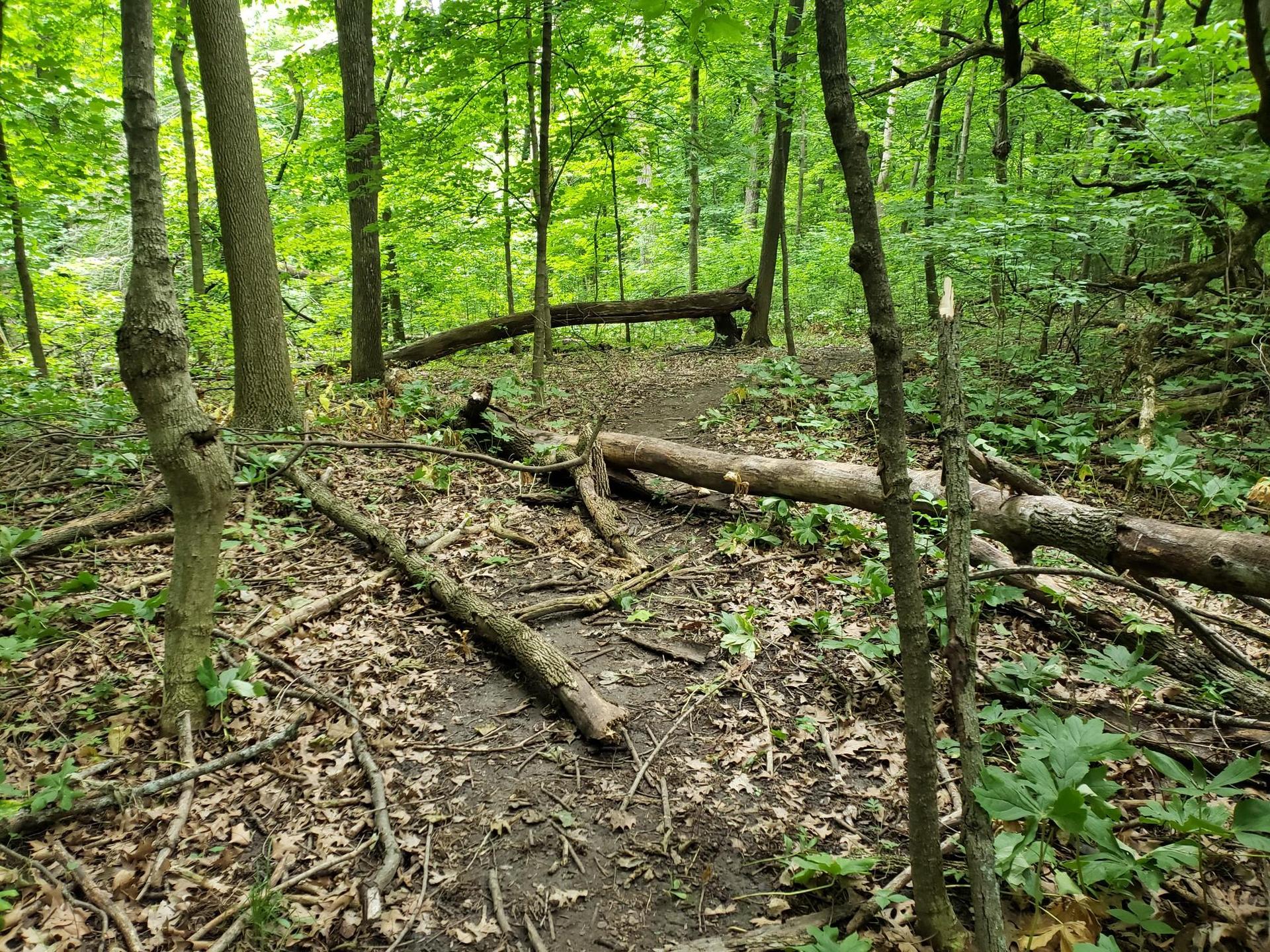 Dirt path in a green forest blocked by several fallen logs and branches.