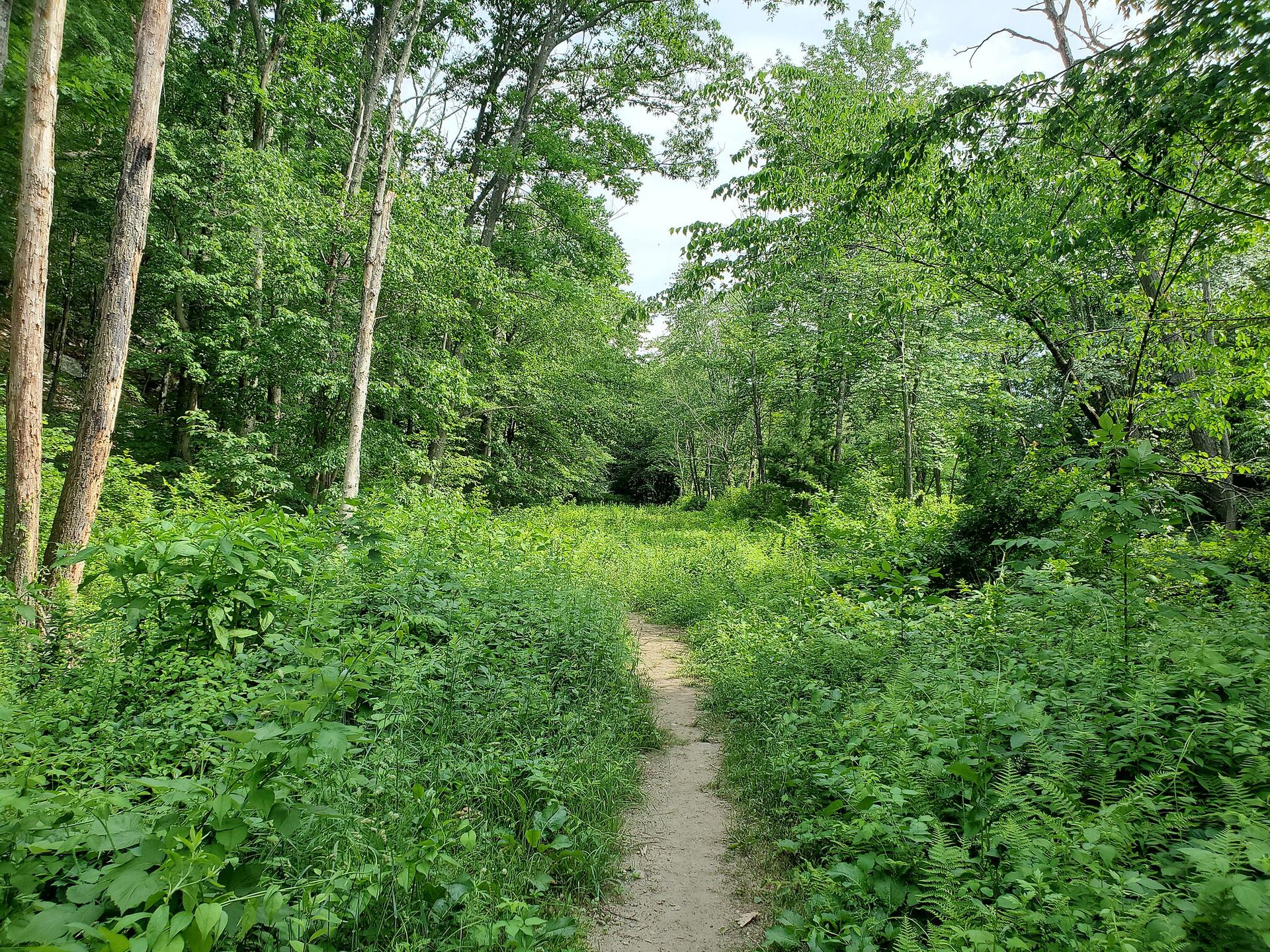 Narrow dirt path winding through a lush, sunlit green forest.