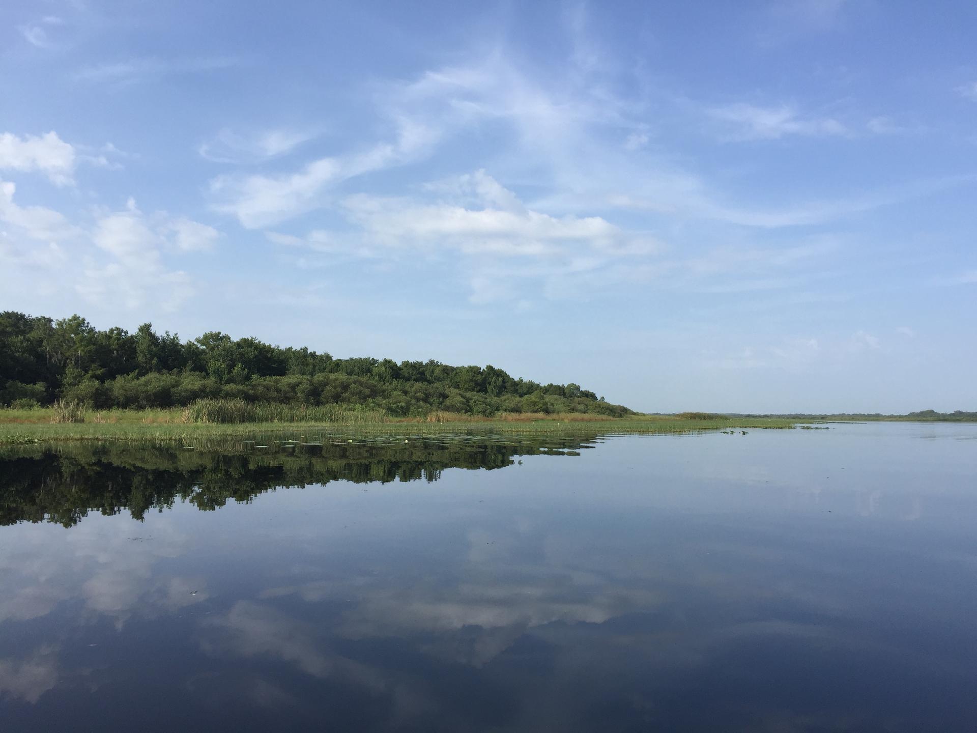 Calm lake reflecting blue sky, with green trees and reeds on the distant shore.
