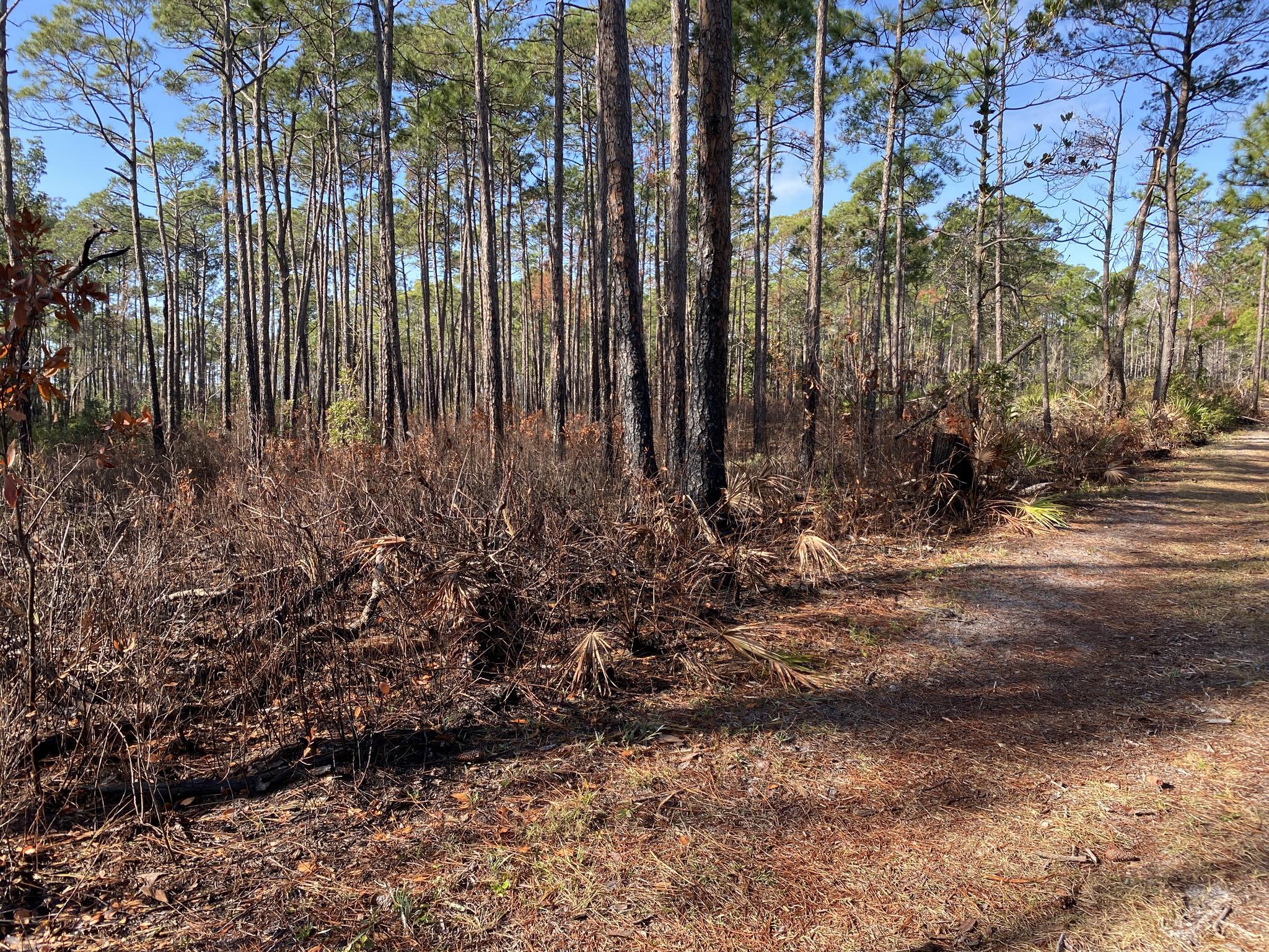 A sunny dirt path runs alongside a dense forest of tall pine trees.