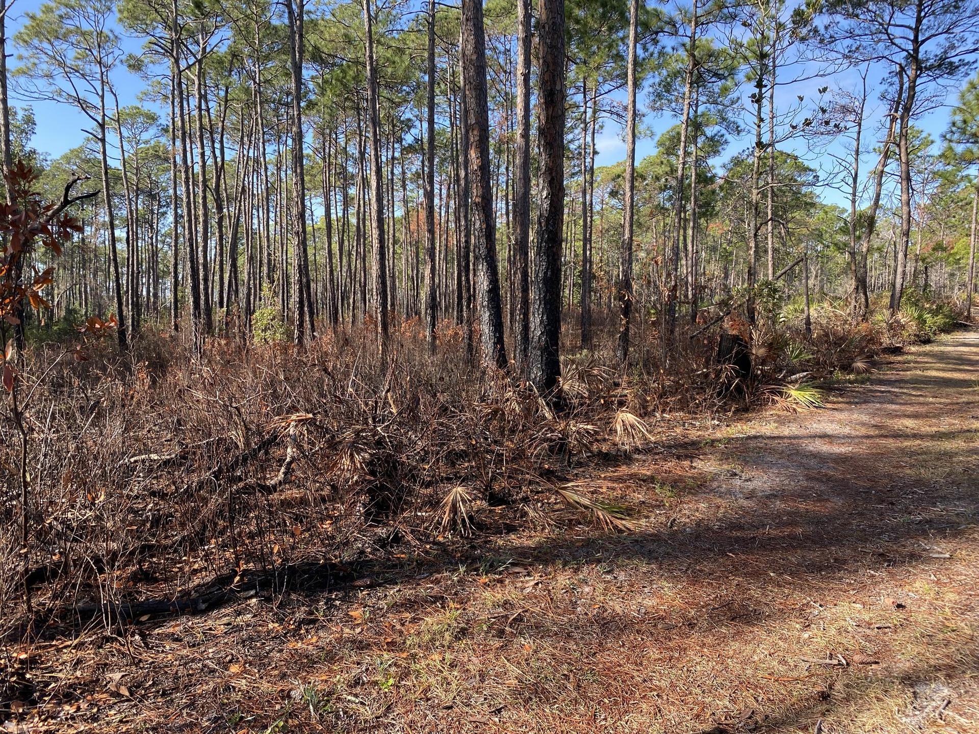 A sunny dirt path runs alongside a dense forest of tall pine trees.