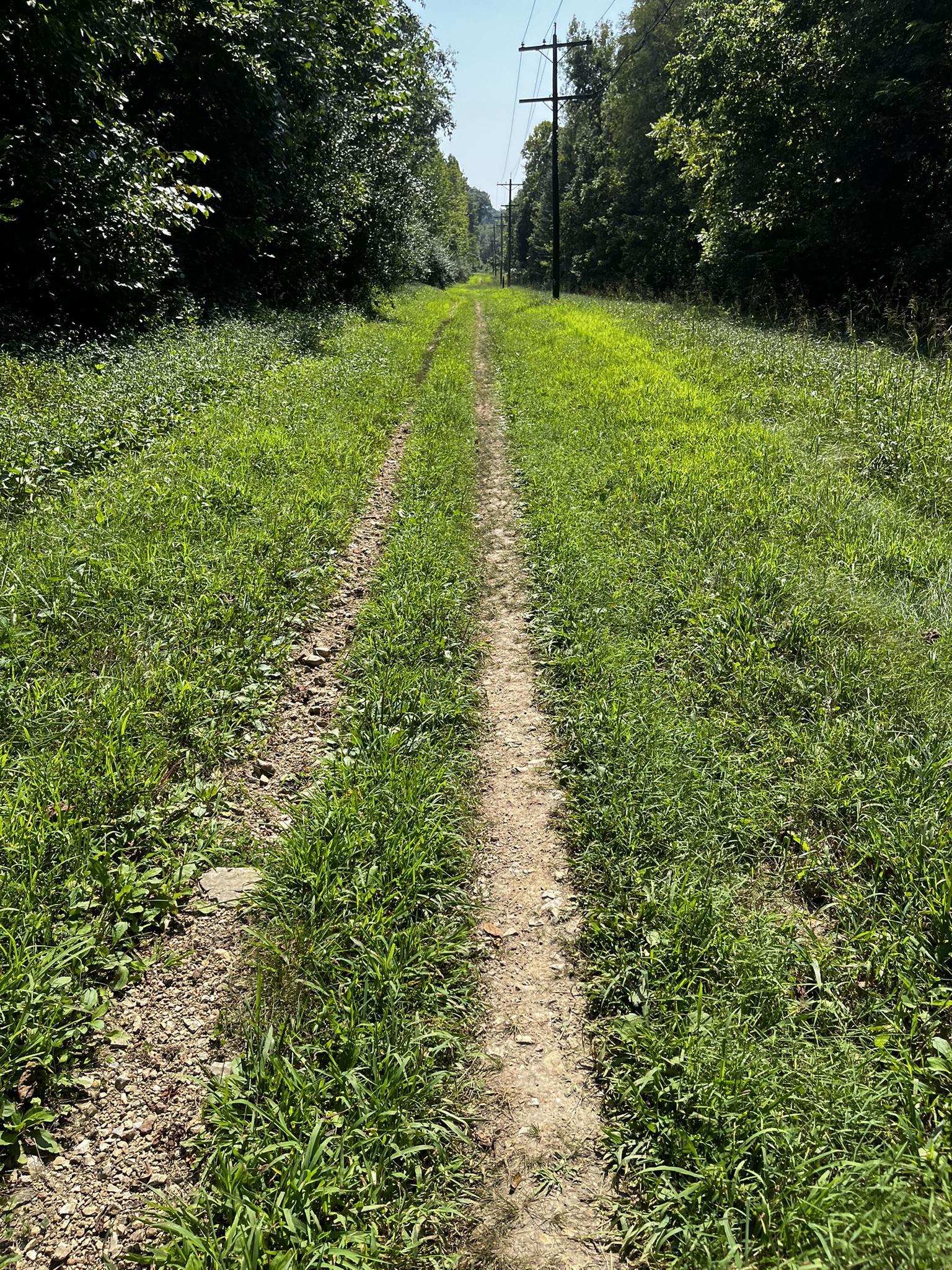 A narrow dirt path cuts through tall green grass on a sunny day.