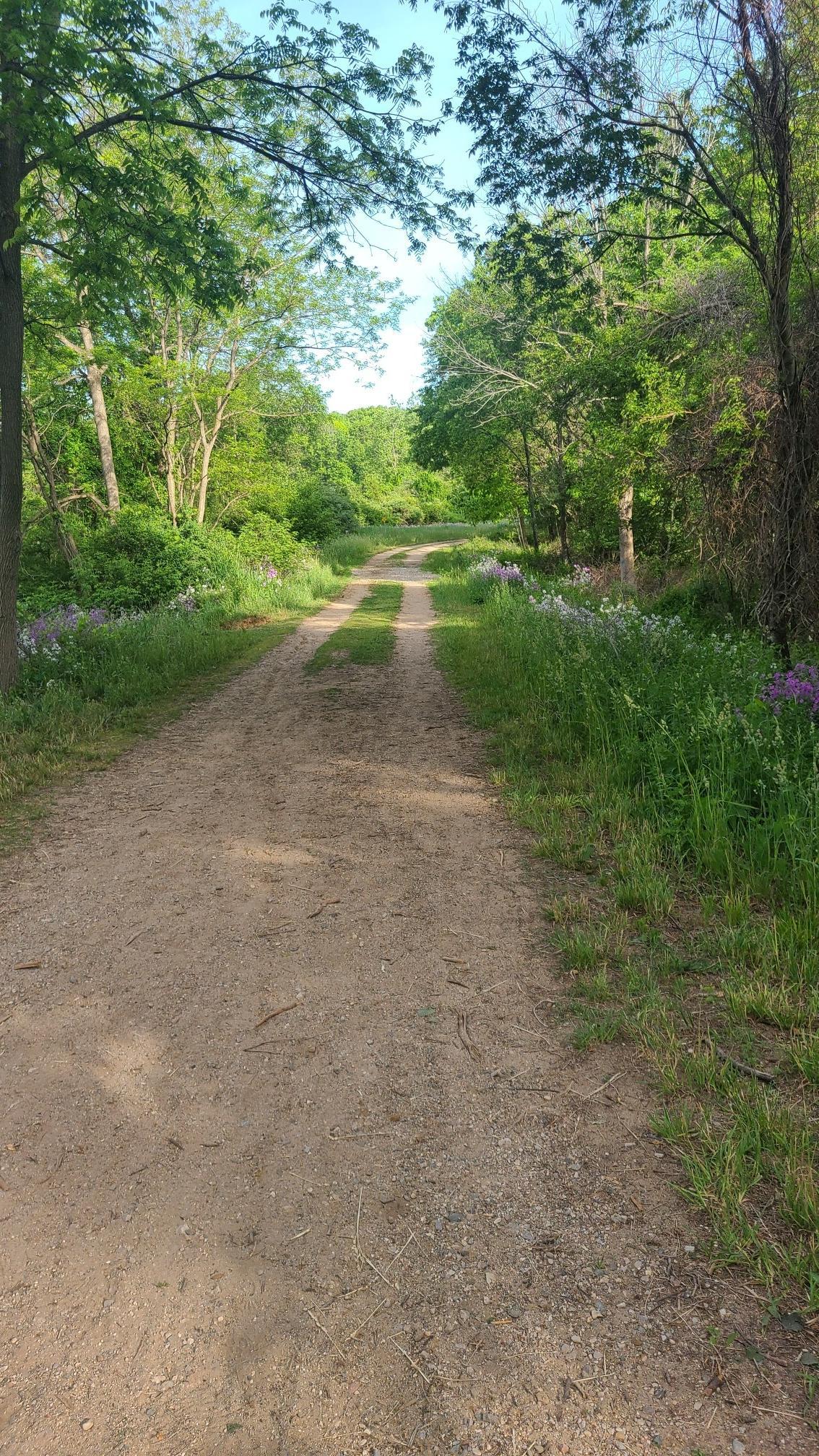 Dirt path through a lush green forest with sunlit foliage.