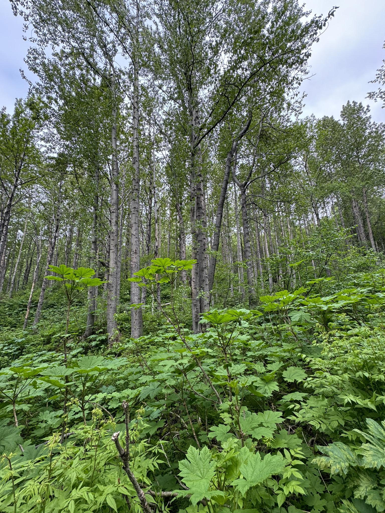Upward view into a dense forest with tall trees and thick green undergrowth.