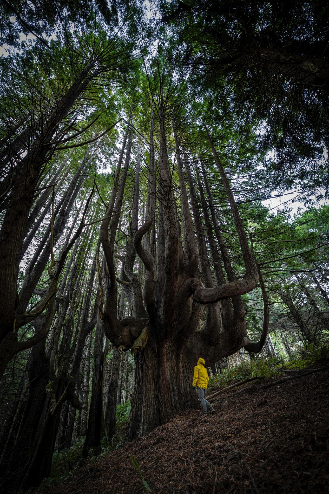 Person in yellow jacket stands dwarfed by a giant, ancient forest tree.
