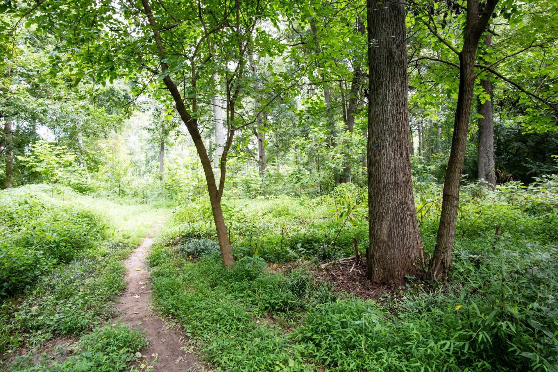 A winding dirt path through a lush green forest with bright, dappled light.
