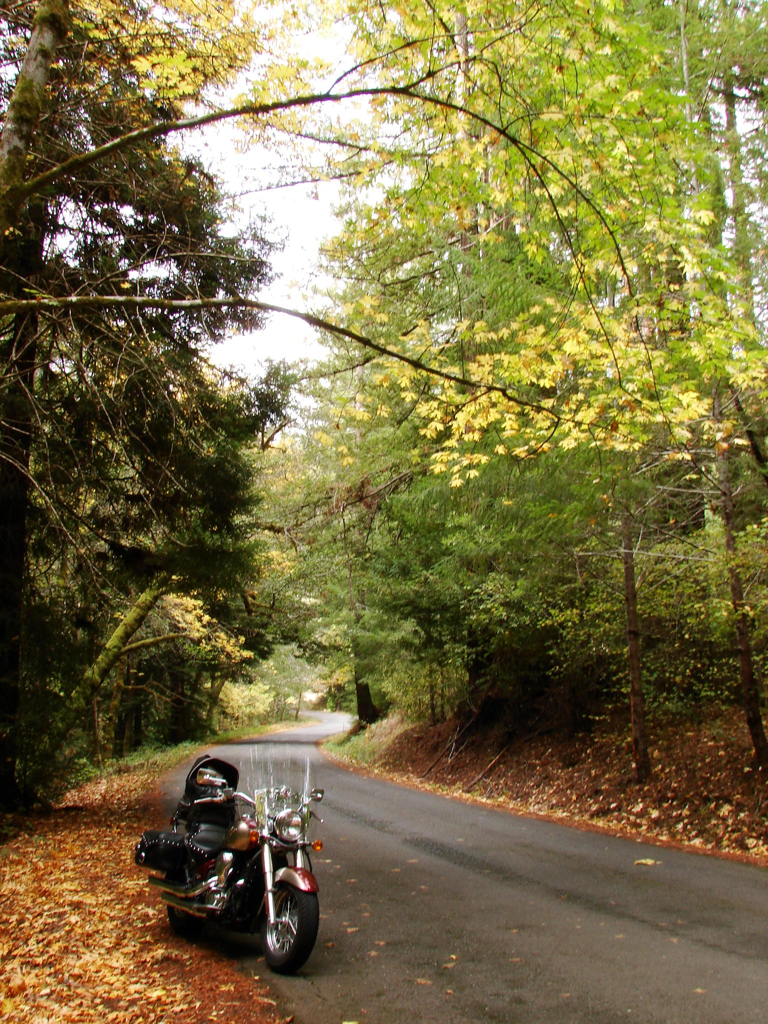 A motorcycle parked on a leaf-strewn road, surrounded by autumn trees.