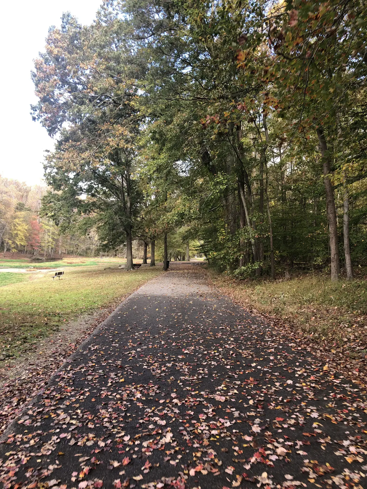 Paved path covered in autumn leaves, bordered by trees and a grassy field.
