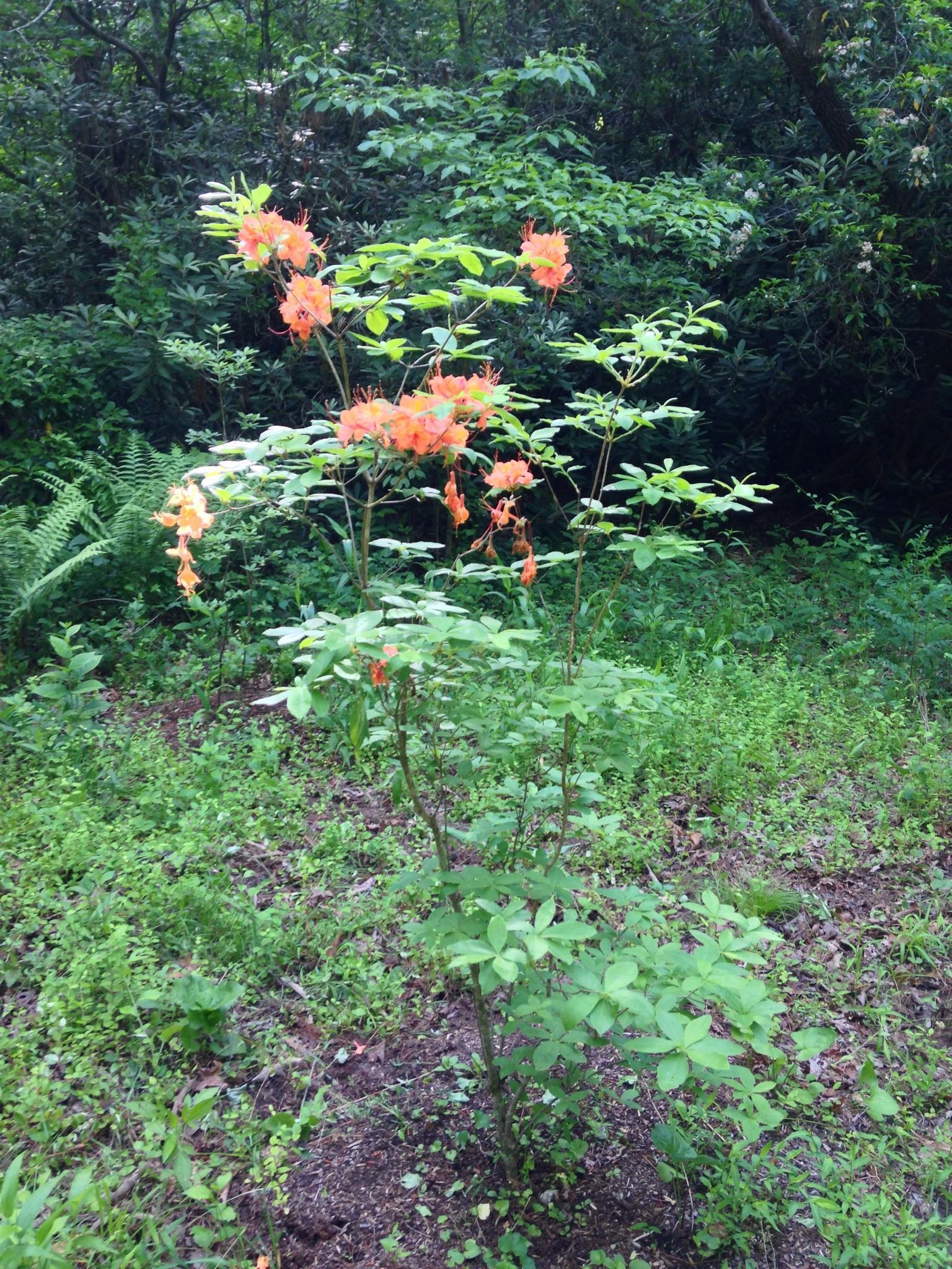 Small shrub with vibrant orange flowers in a lush green woodland setting.