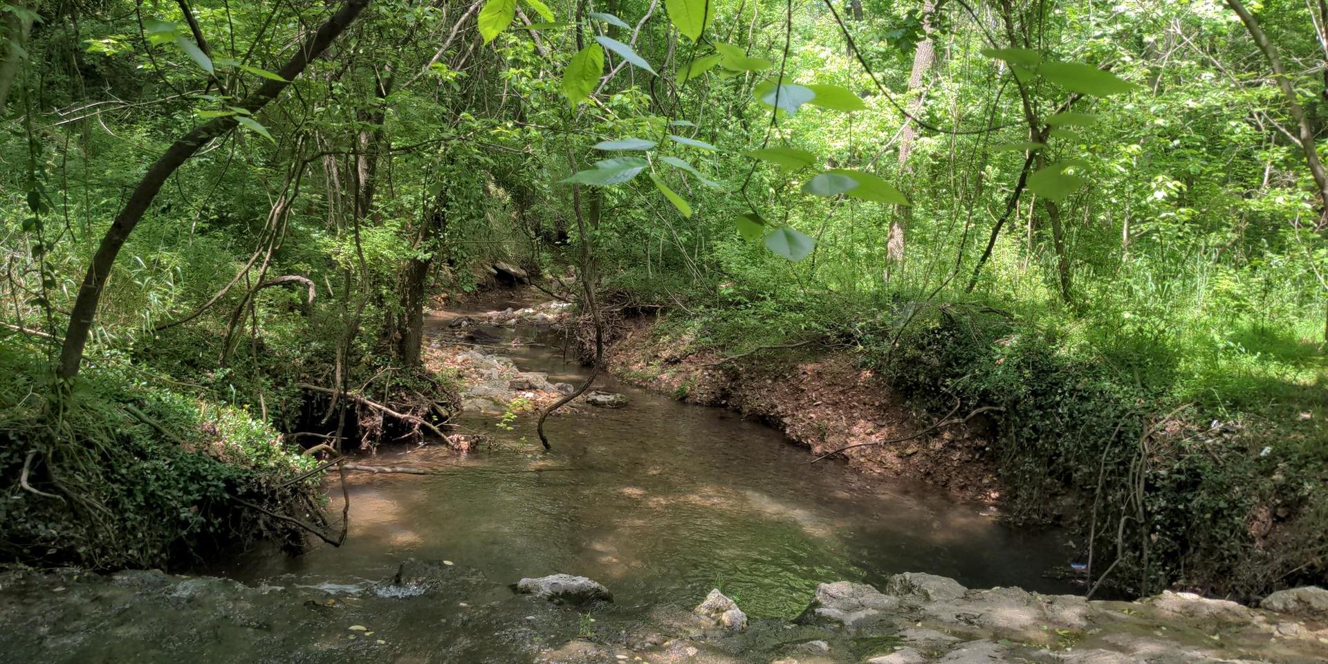 Sunlight filters through dense green trees onto a rocky, winding forest stream.
