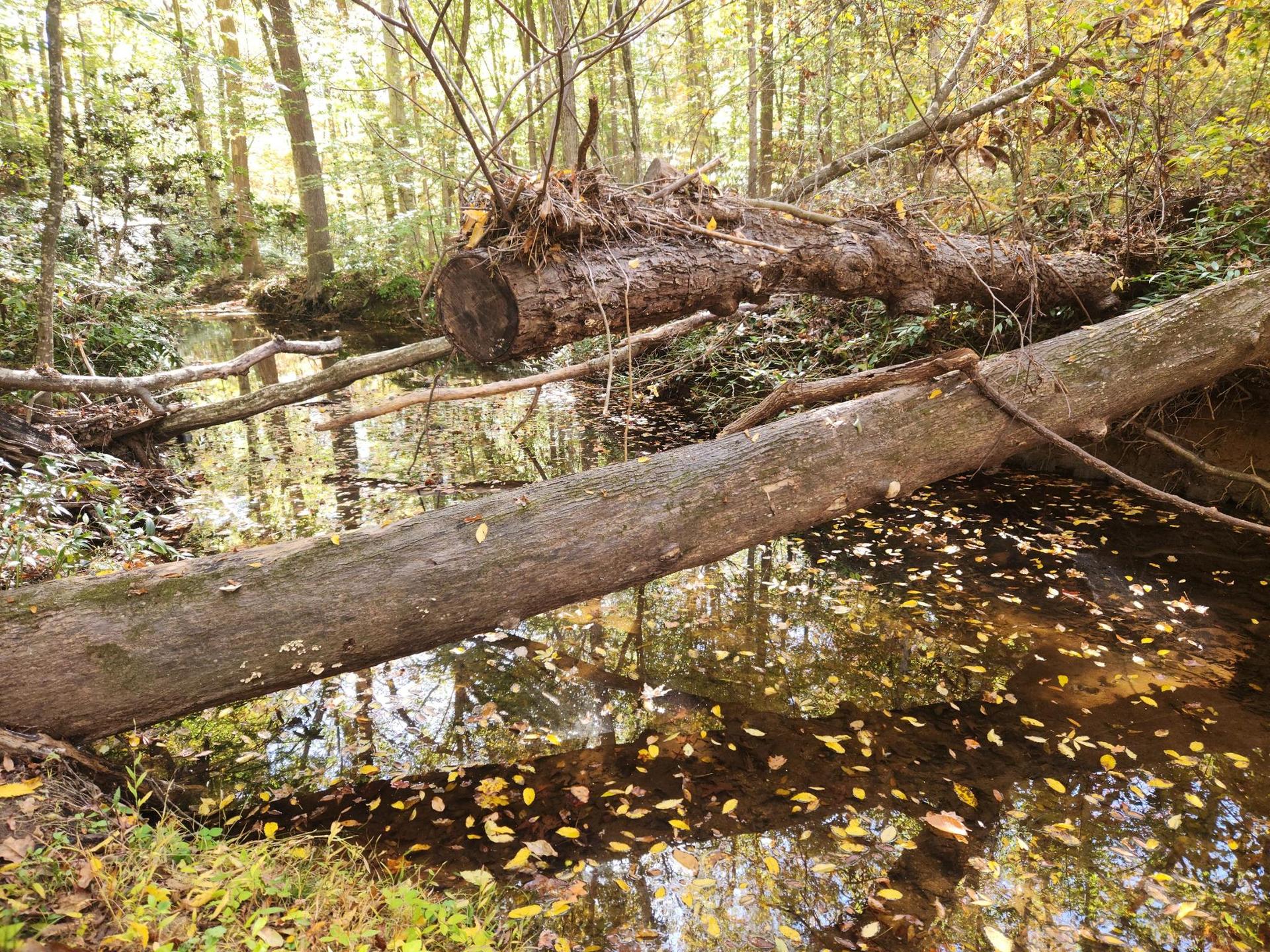Fallen logs over a stream filled with autumn leaves in a forest.