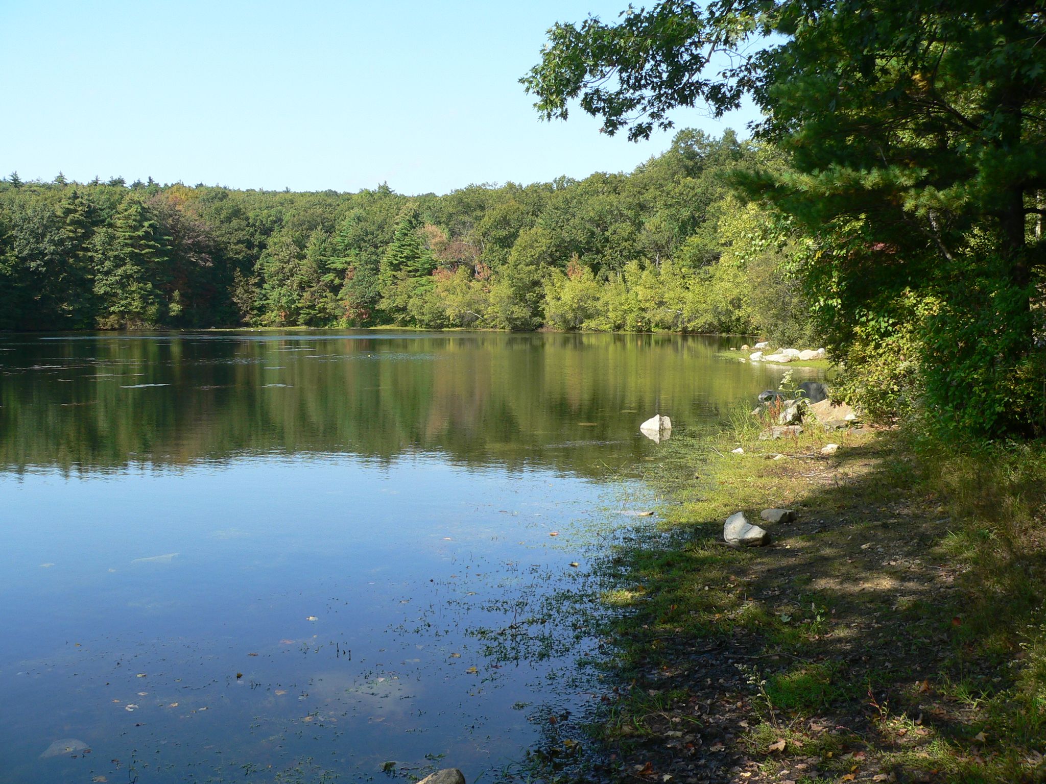 Calm lake reflecting a dense green forest under a clear blue sky. - Ridge and Cedar Hill Loop