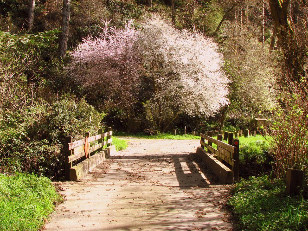 A wooden bridge crosses a dirt path, flanked by blooming trees.