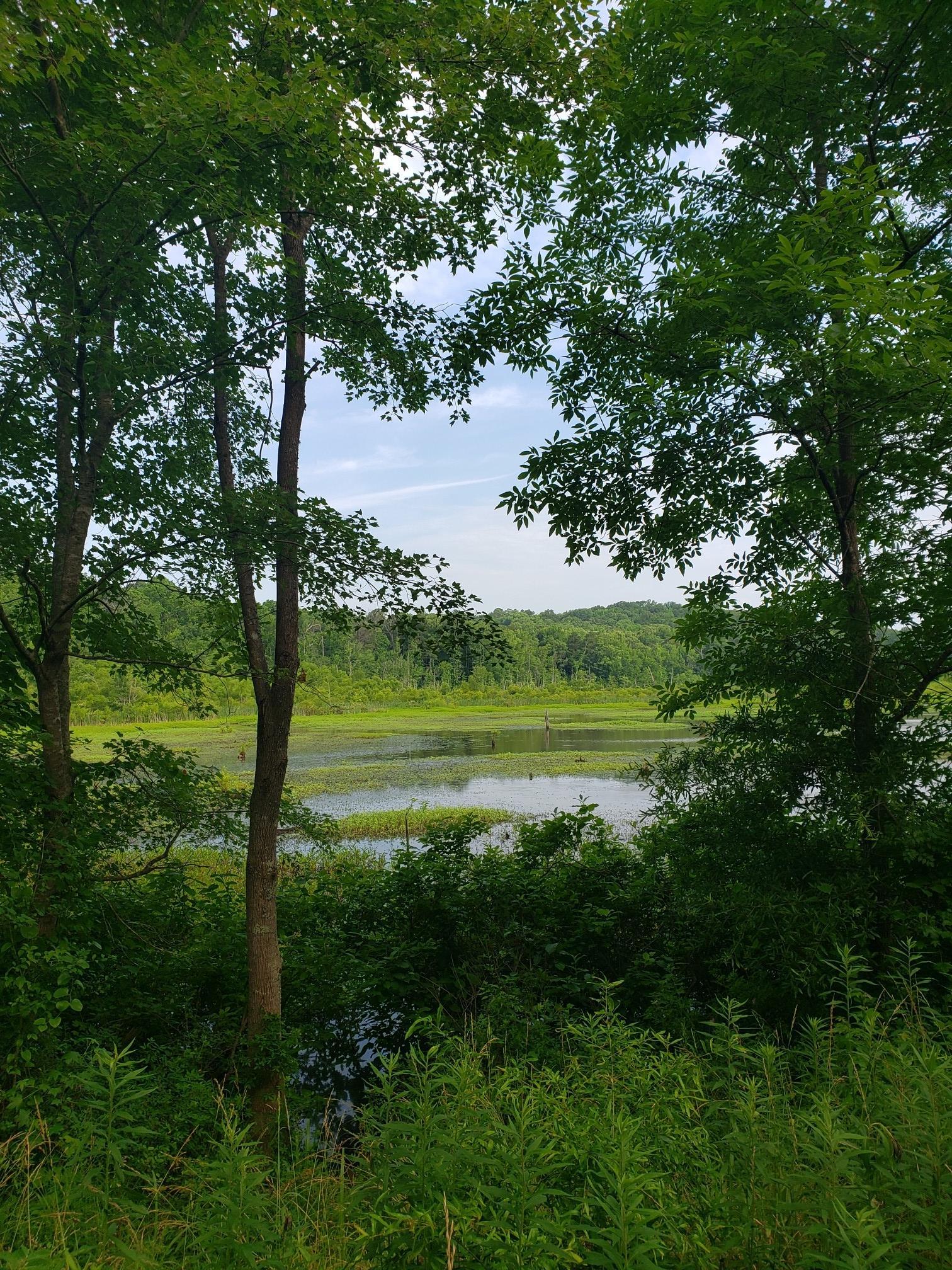 Lush green trees frame a calm marshy lake under a bright sky.