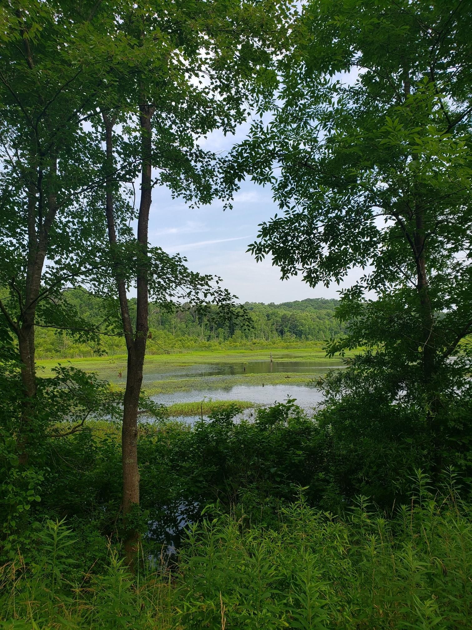 Lush green trees frame a calm marshy lake under a bright sky. - Little Creek Trail loop