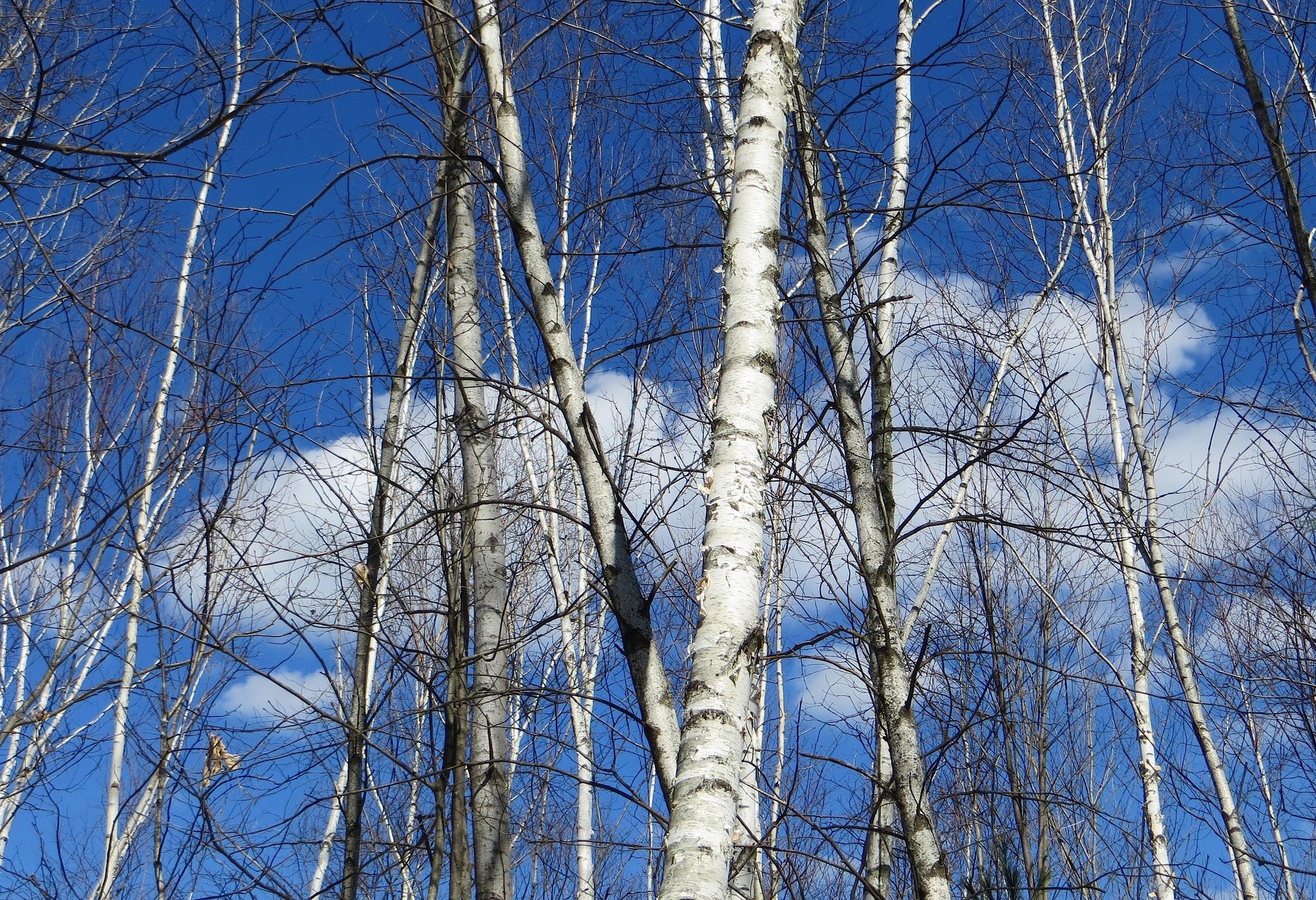 Tall white birch trees with bare branches against a bright blue sky. - Overlook, Landing, Deer, and Porcupine Ridge Trail Loop