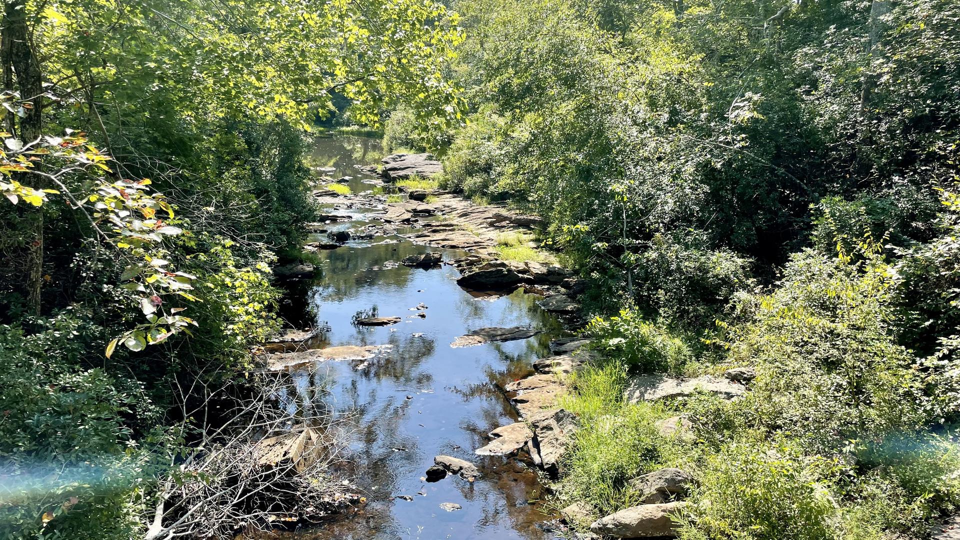 A rocky stream winds through a lush green forest on a bright, sunny day.