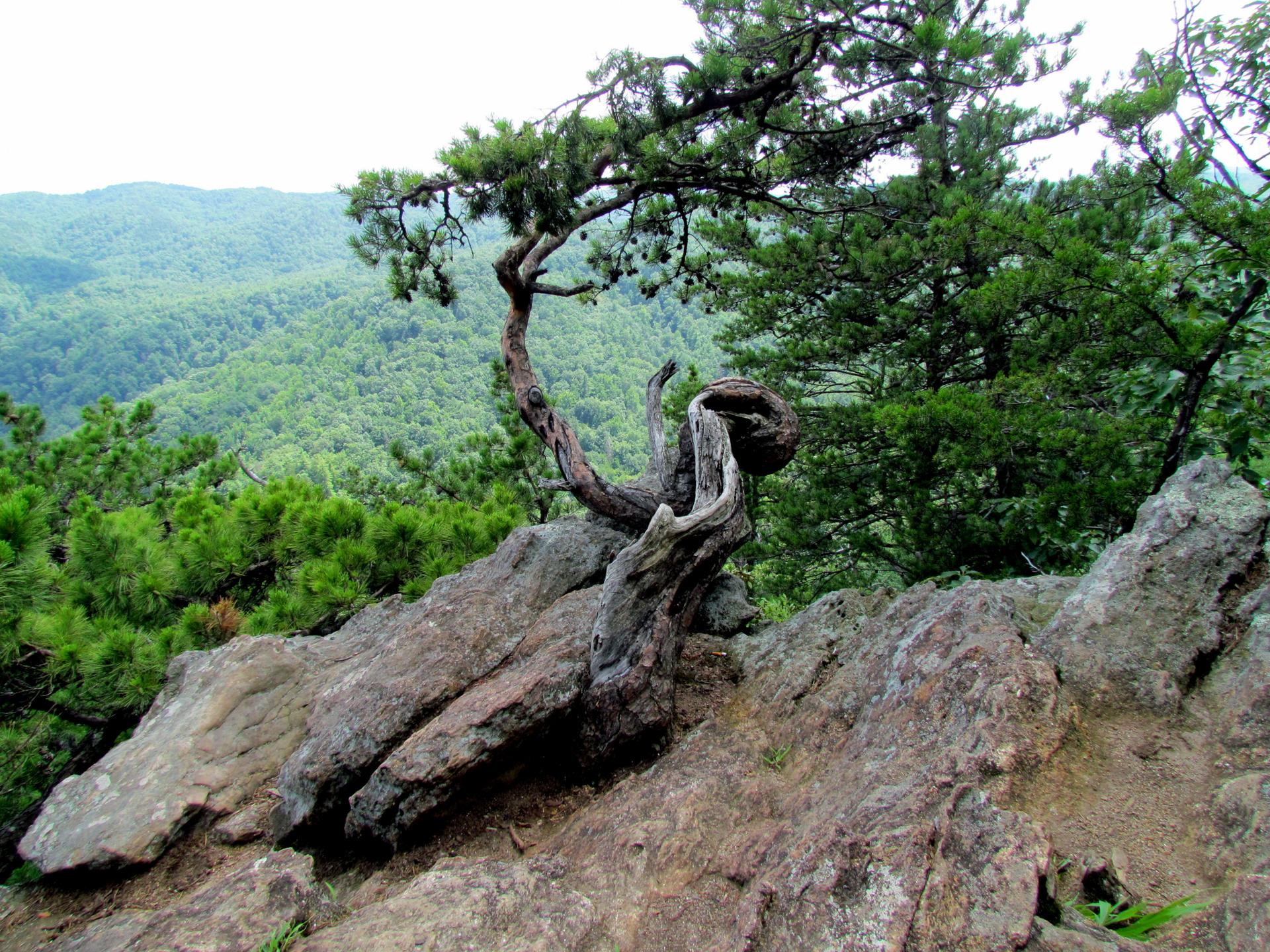A gnarled tree grows from rocks overlooking a green mountain valley.