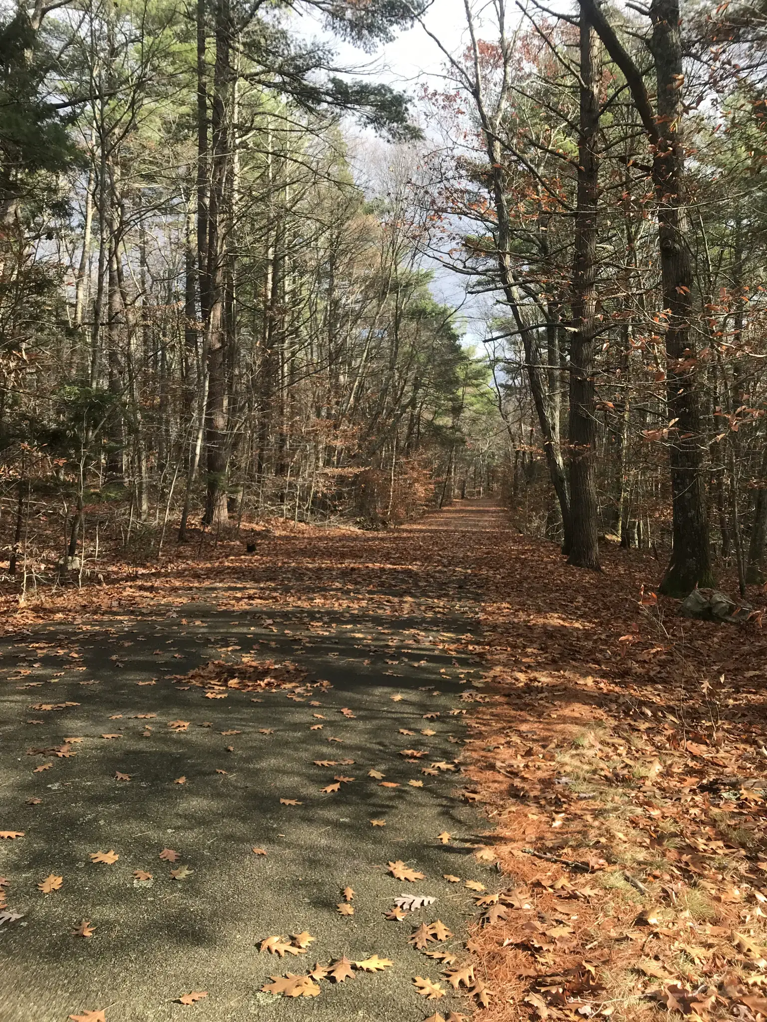 Forest path covered in autumn leaves, dappled sunlight, tall trees.