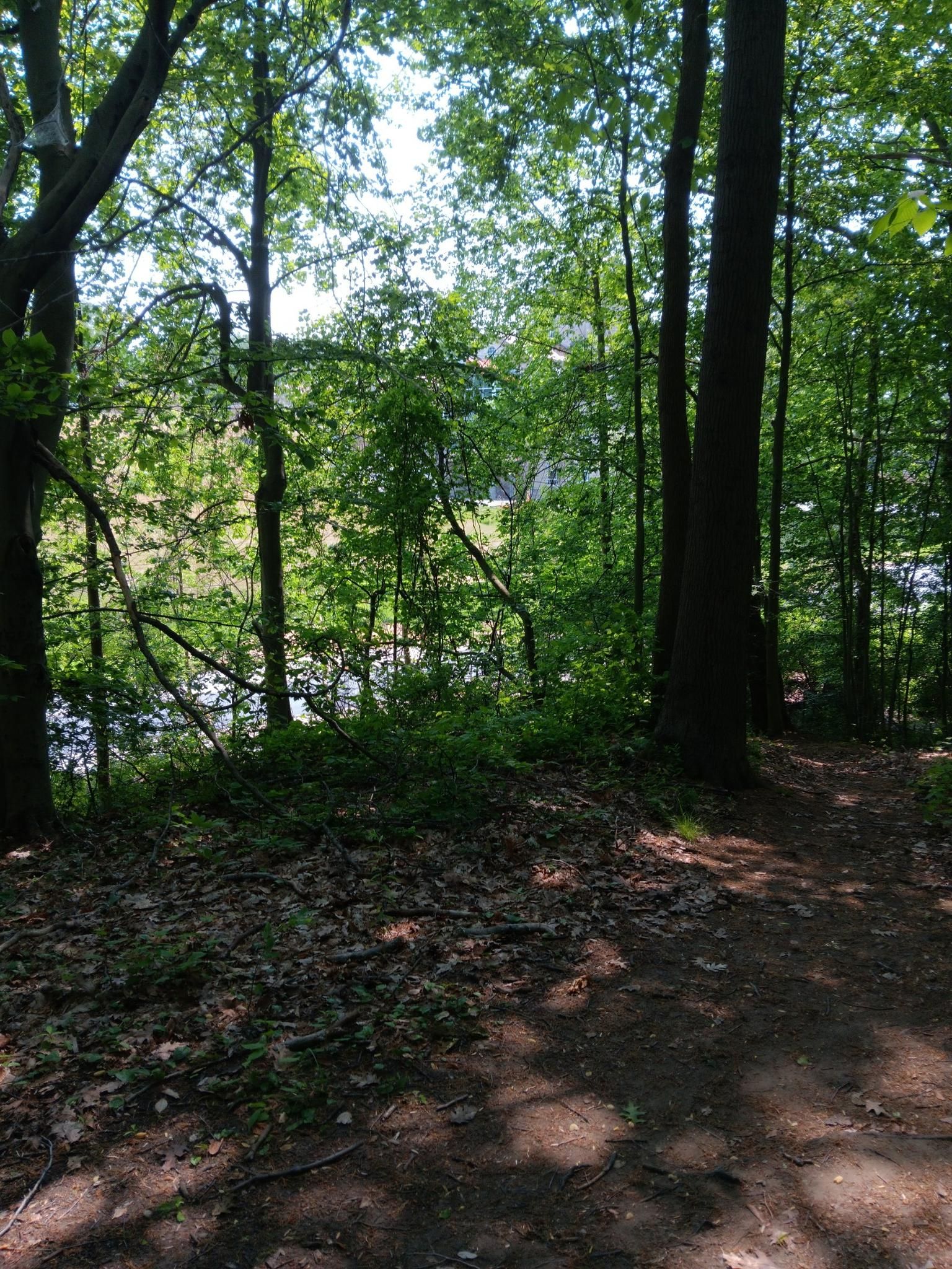 Shady forest path with tall trees, bright light in the background. - Scott Park Loop