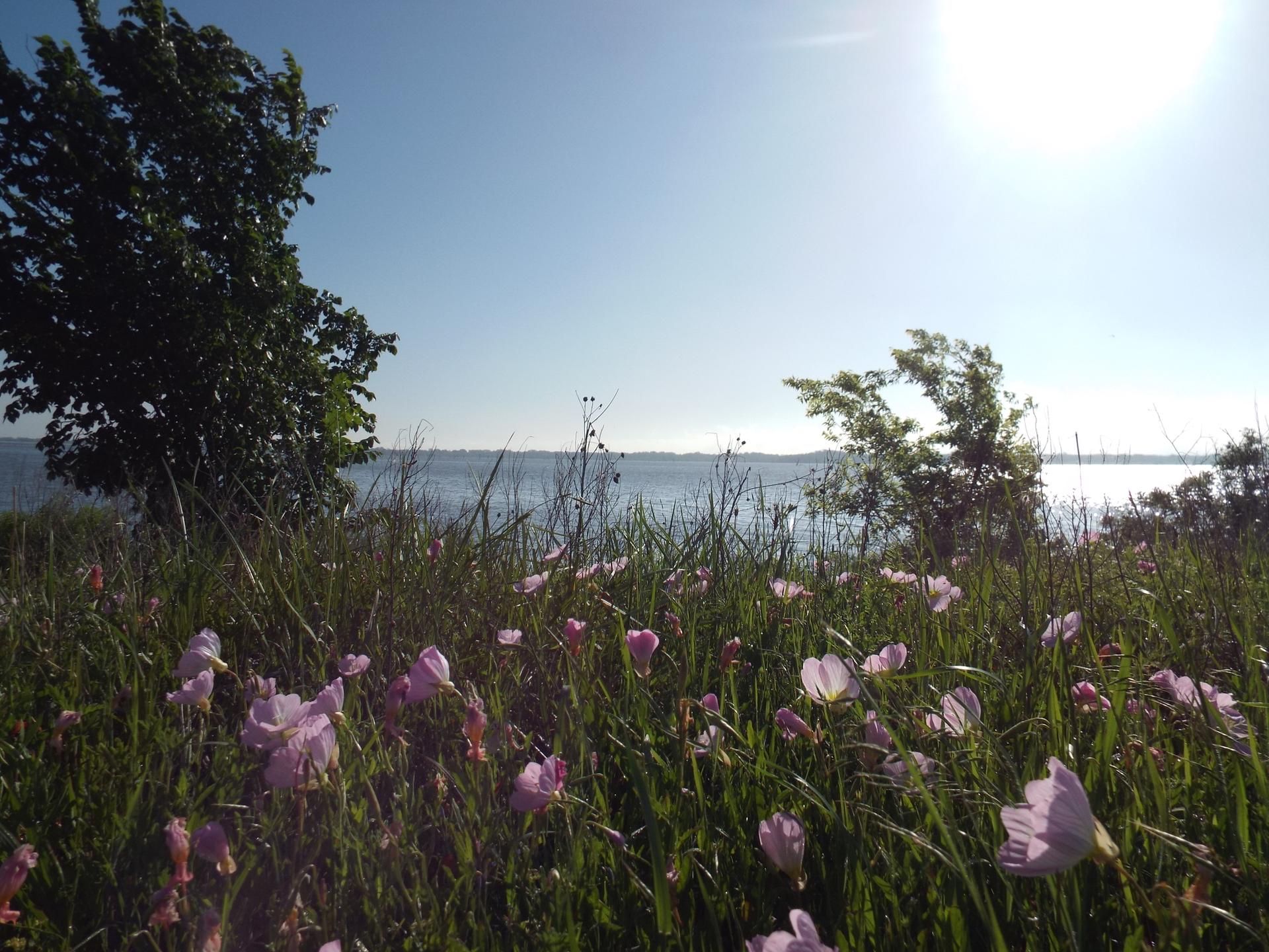Pink wildflowers bloom on a sunny grassy bank overlooking a wide lake.