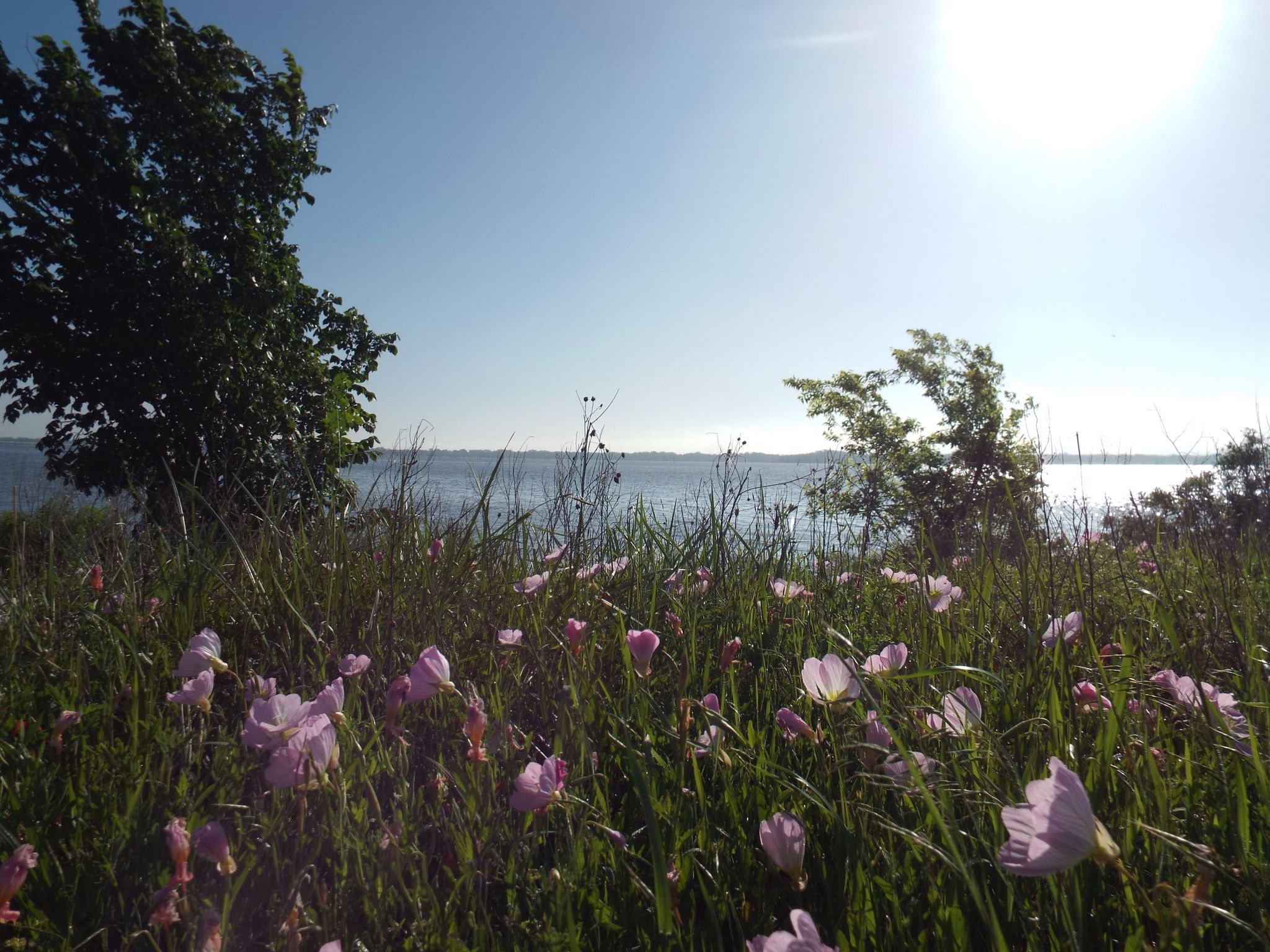 Pink wildflowers bloom on a sunny grassy bank overlooking a wide lake. - Trinity Trail