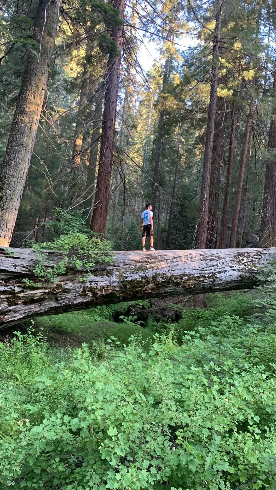 Man stands on a huge fallen log in a sunlit, dense forest.