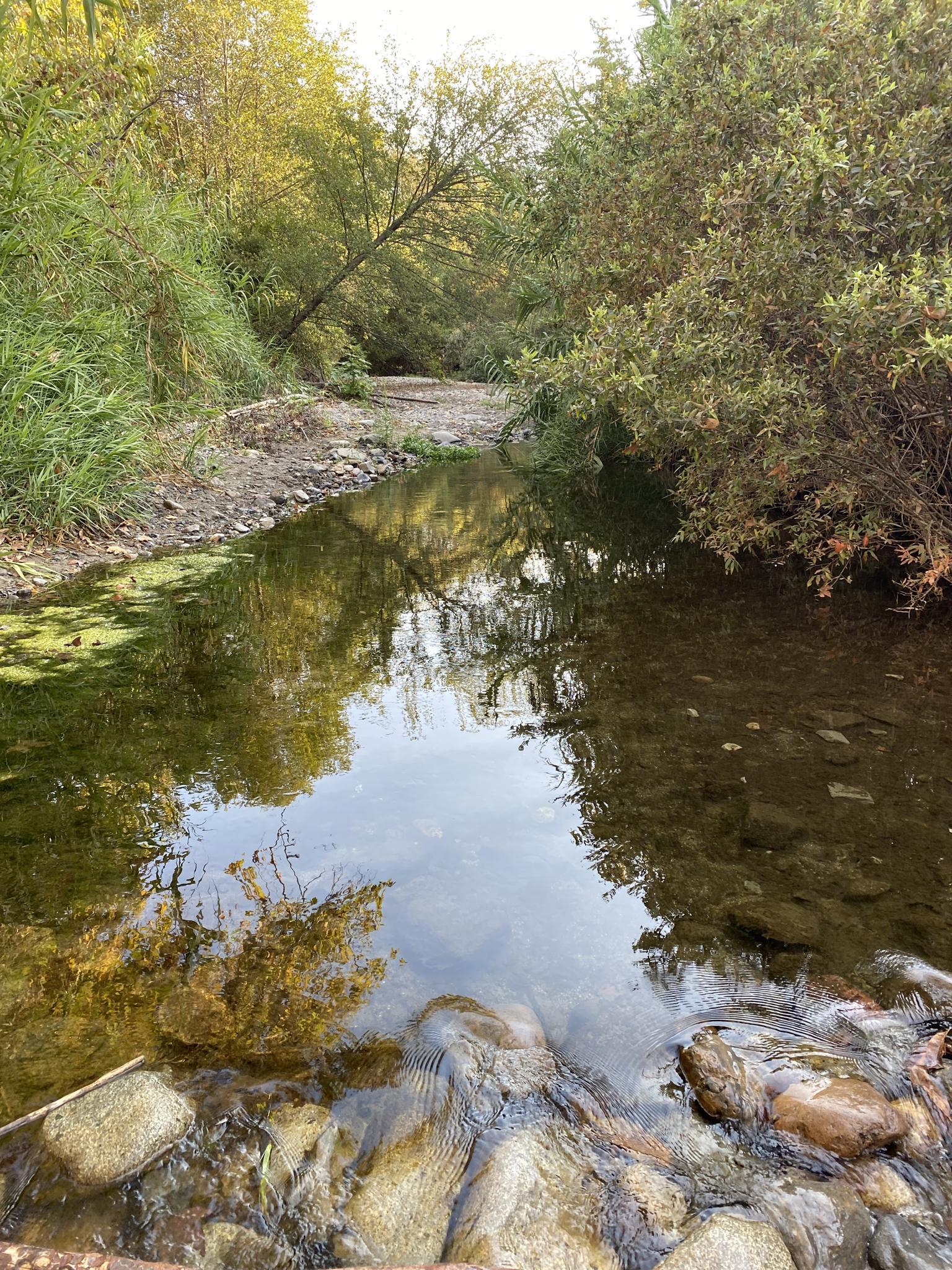 A clear stream flows through a lush green forest, reflecting trees on a sunny day.