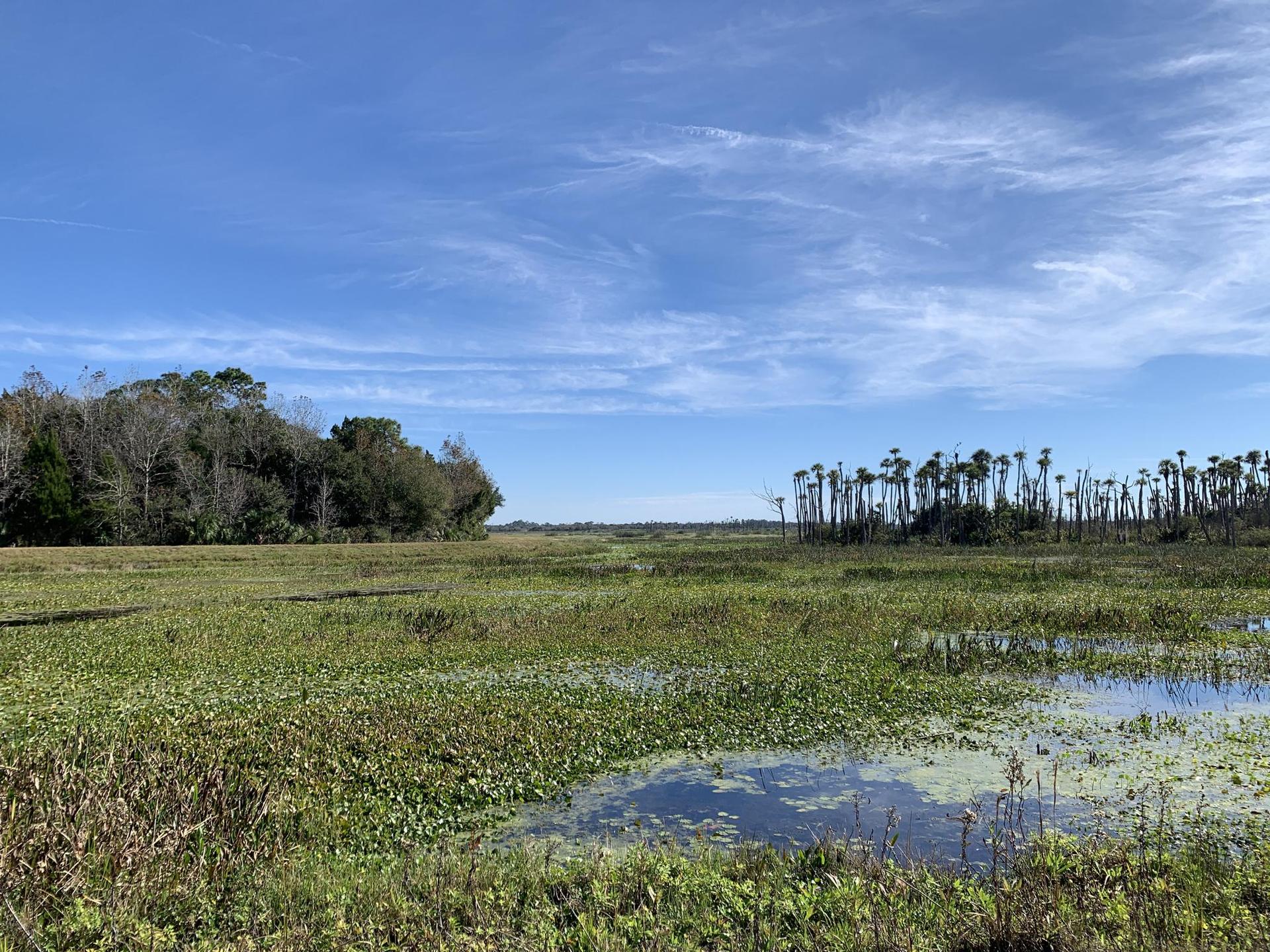 Expansive green marshland with small water puddles and distant trees under a blue sky.