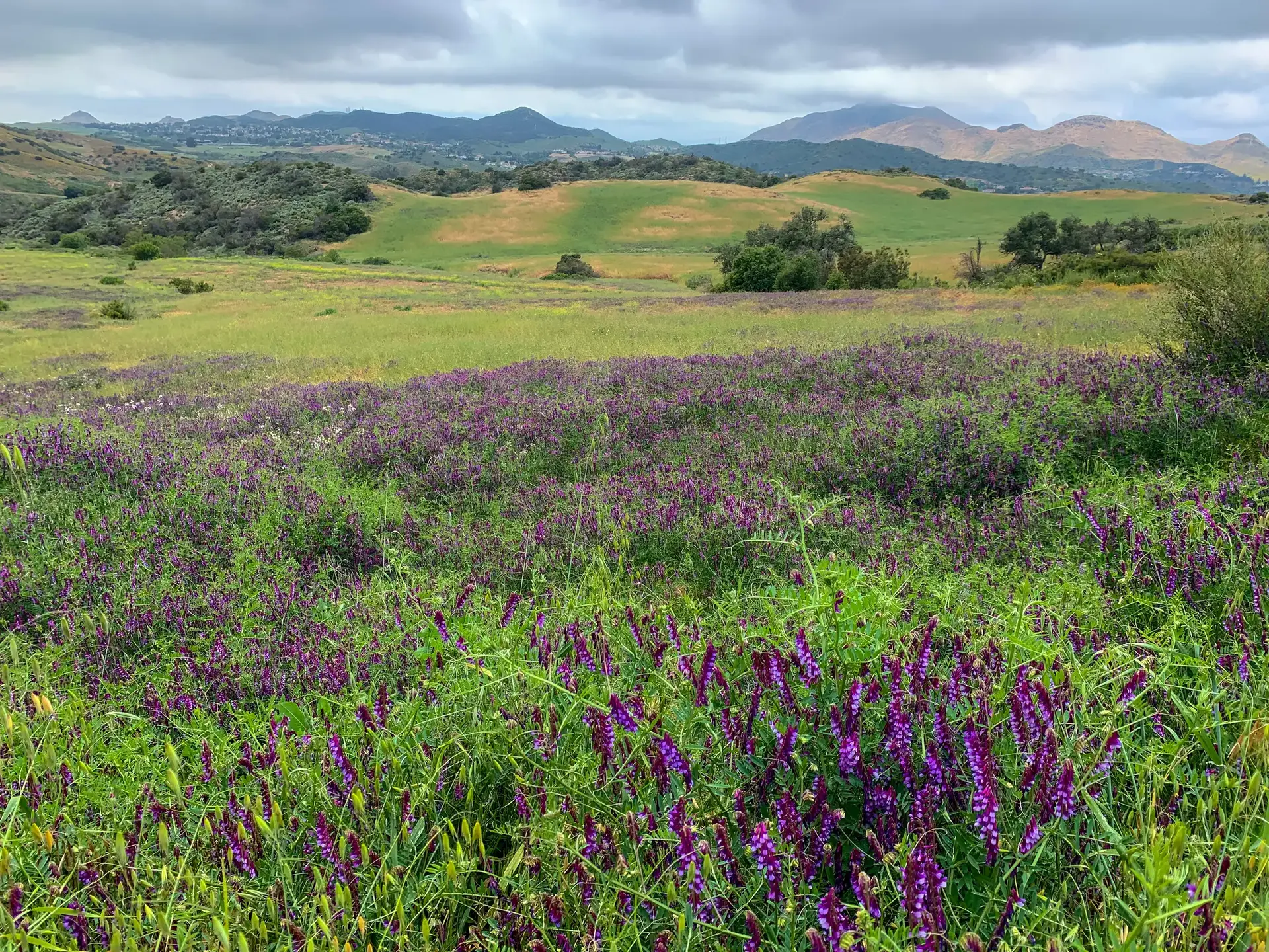 A vibrant field of purple wildflowers with green rolling hills and mountains.
